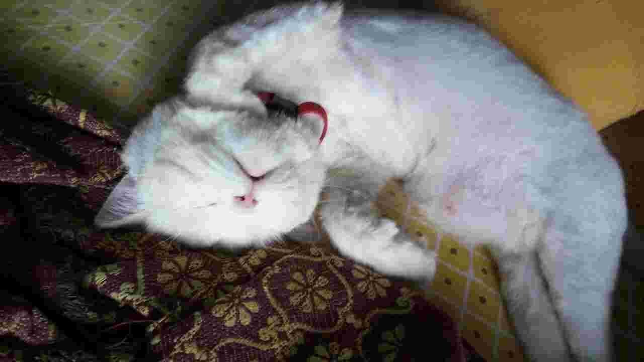 Question details sensitive content