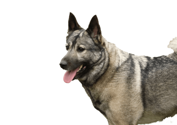 Petco Pet Education Center