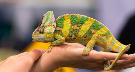 Reptile Training & Behavior Guide | Petco