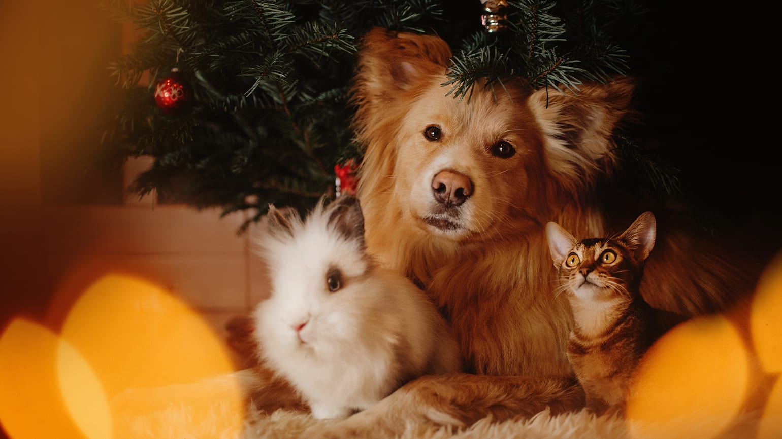 Fluffy dog, bunny, and cat under the Christmas tree