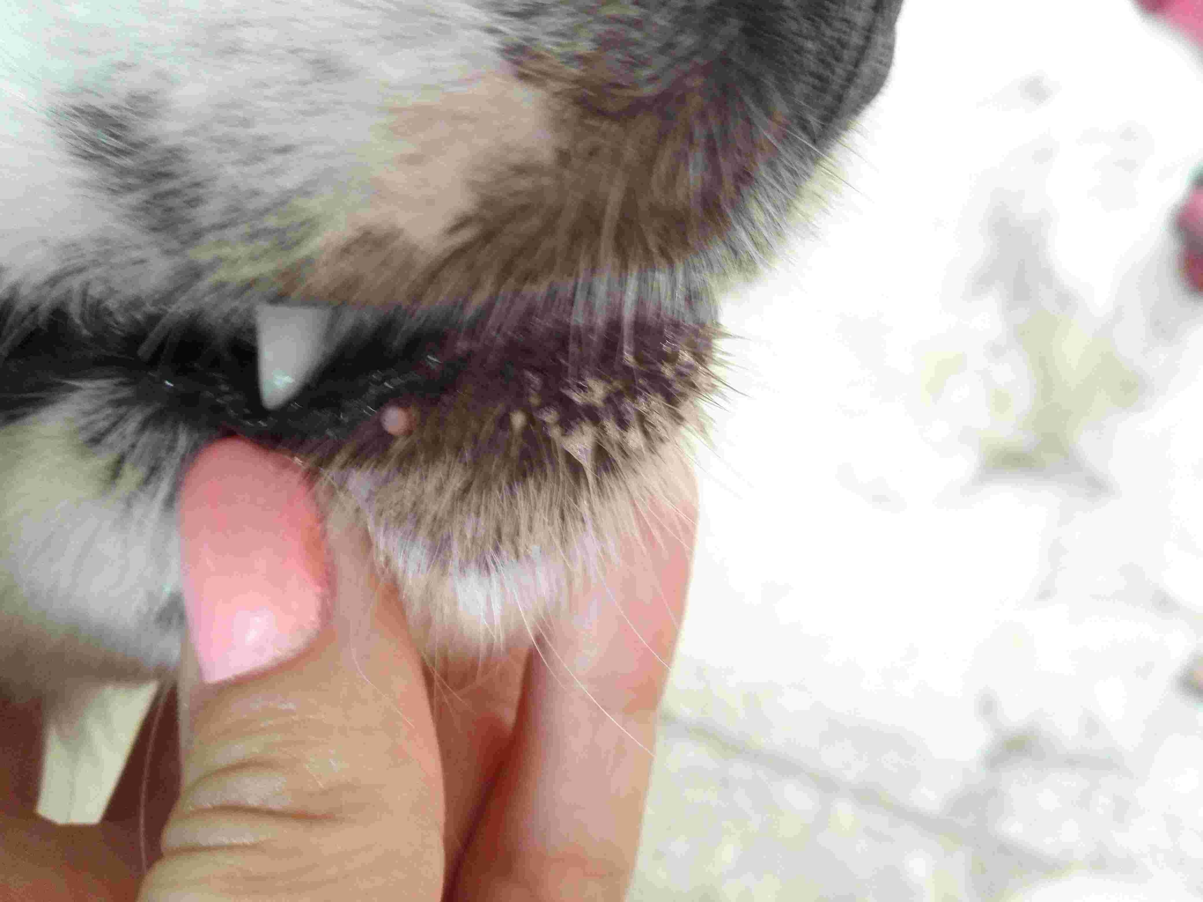 Question details sensitive content