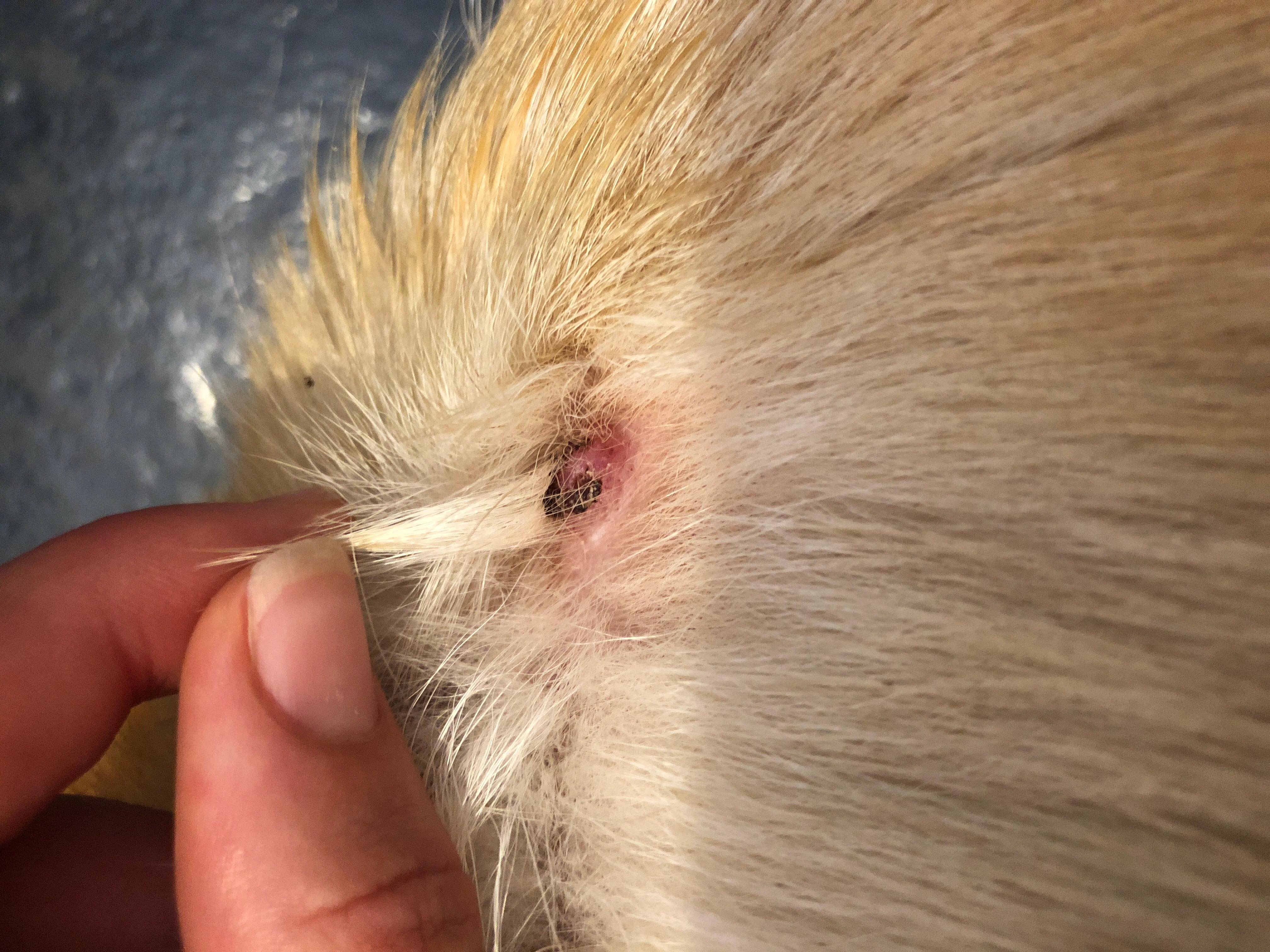 Question details sensitive content