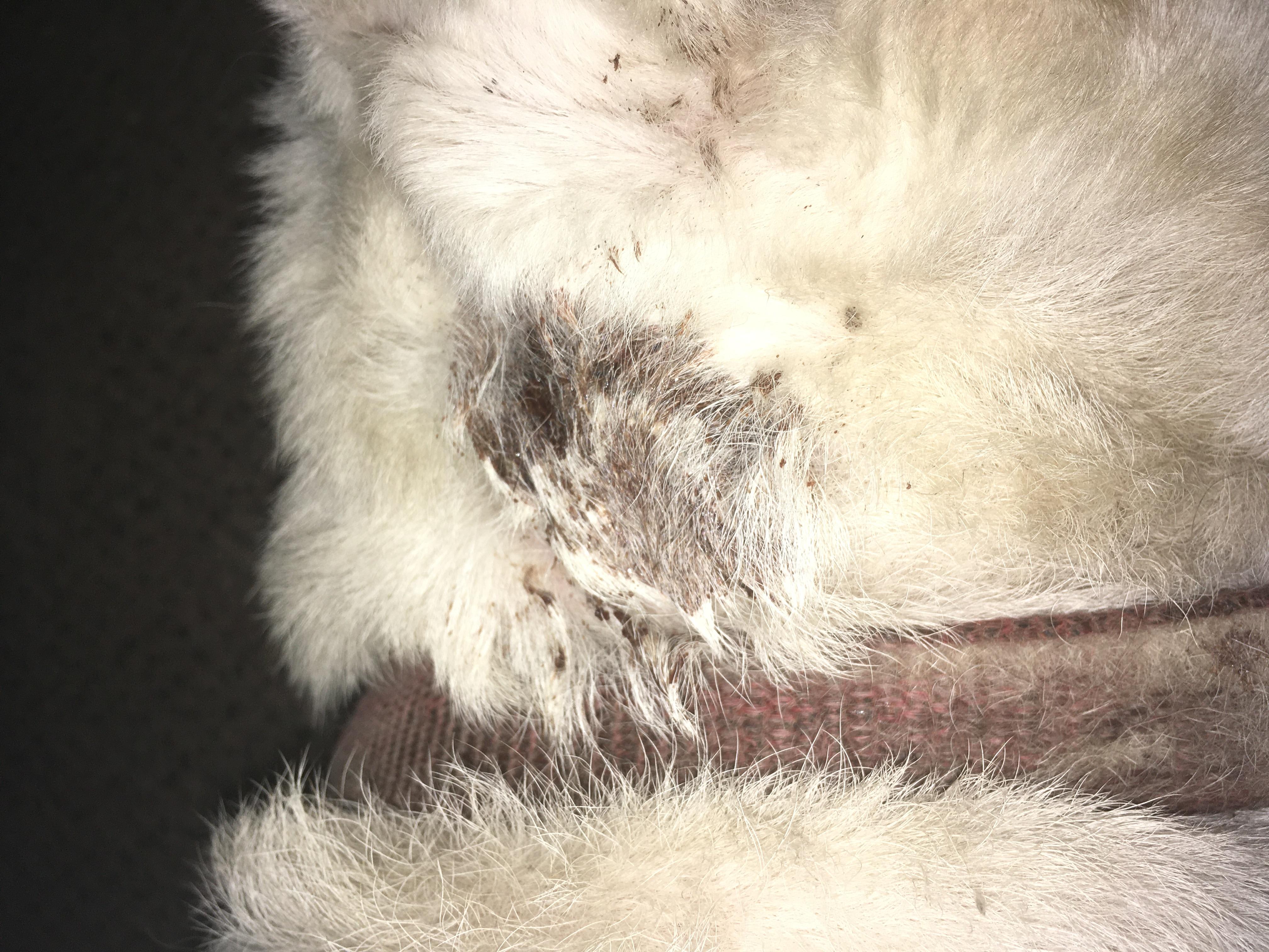 Question details sensitive content