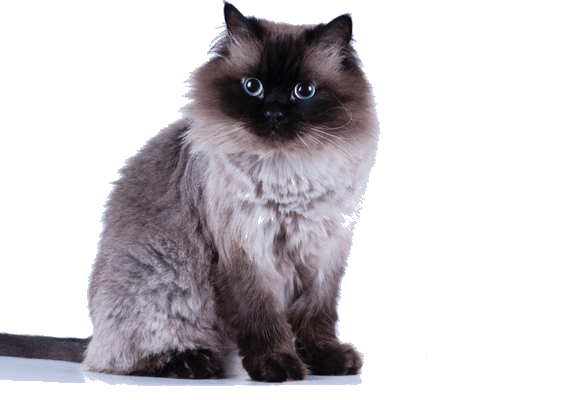 Petco Pet Education Center