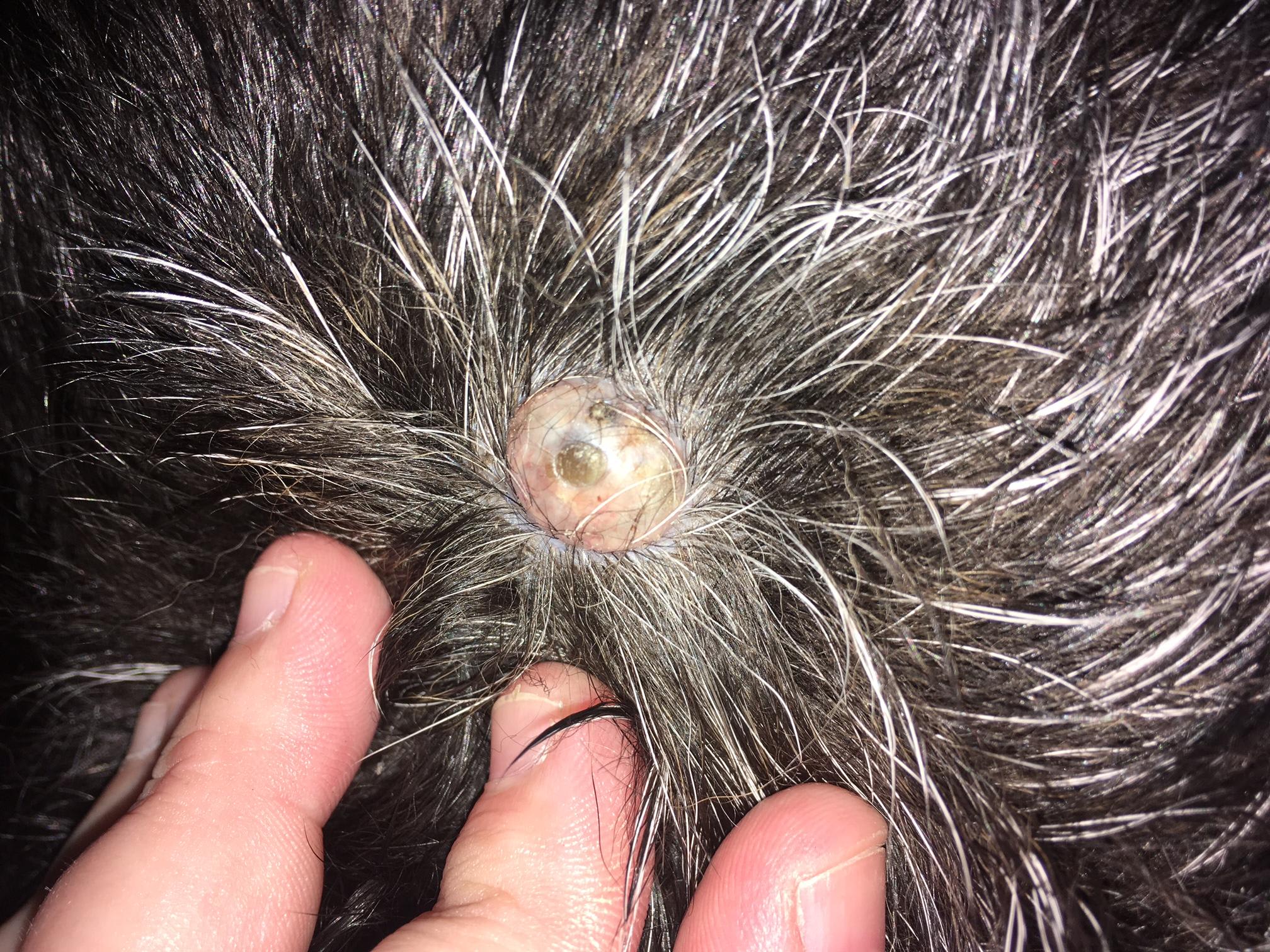 Question details sensitive content