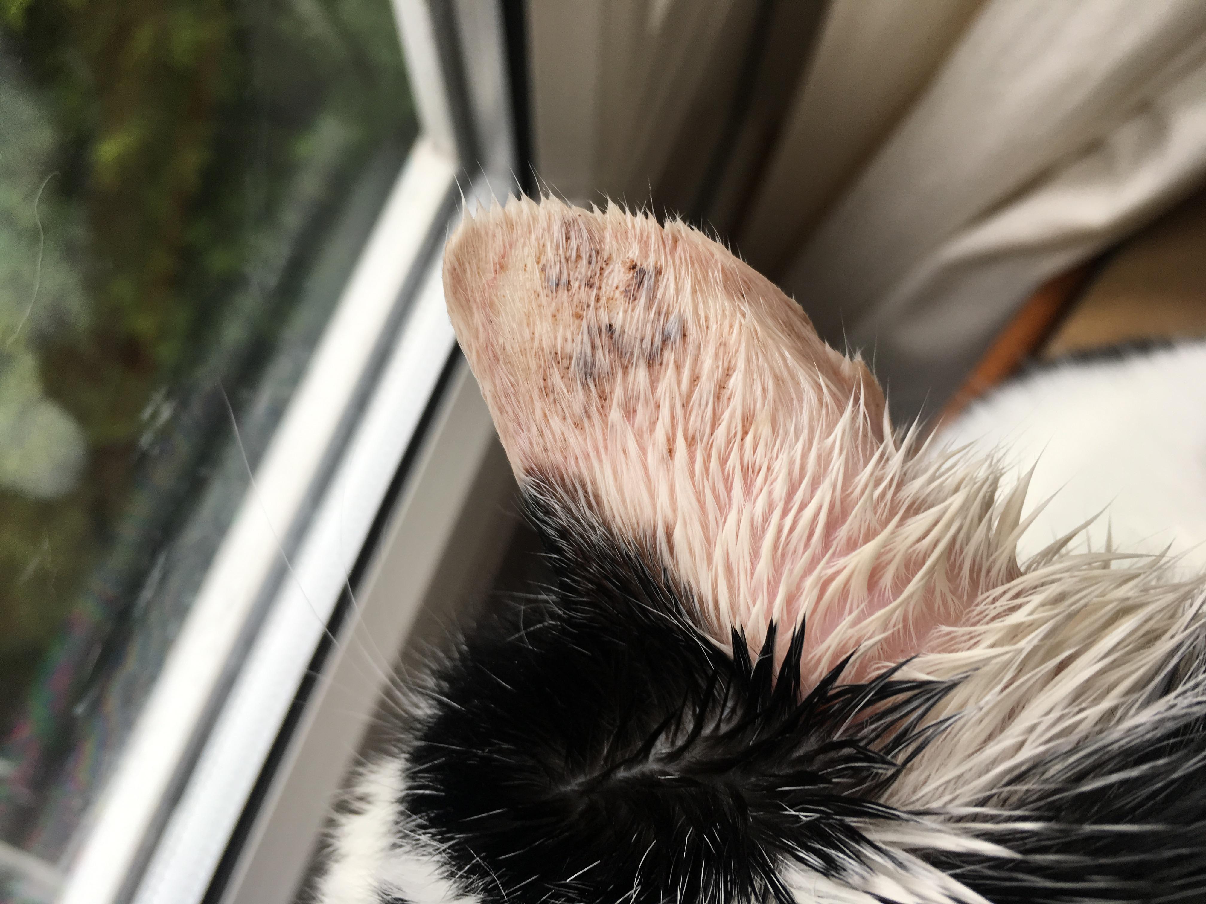 Question details sensitive content