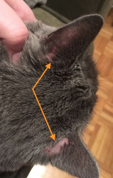 Question details sensitive content