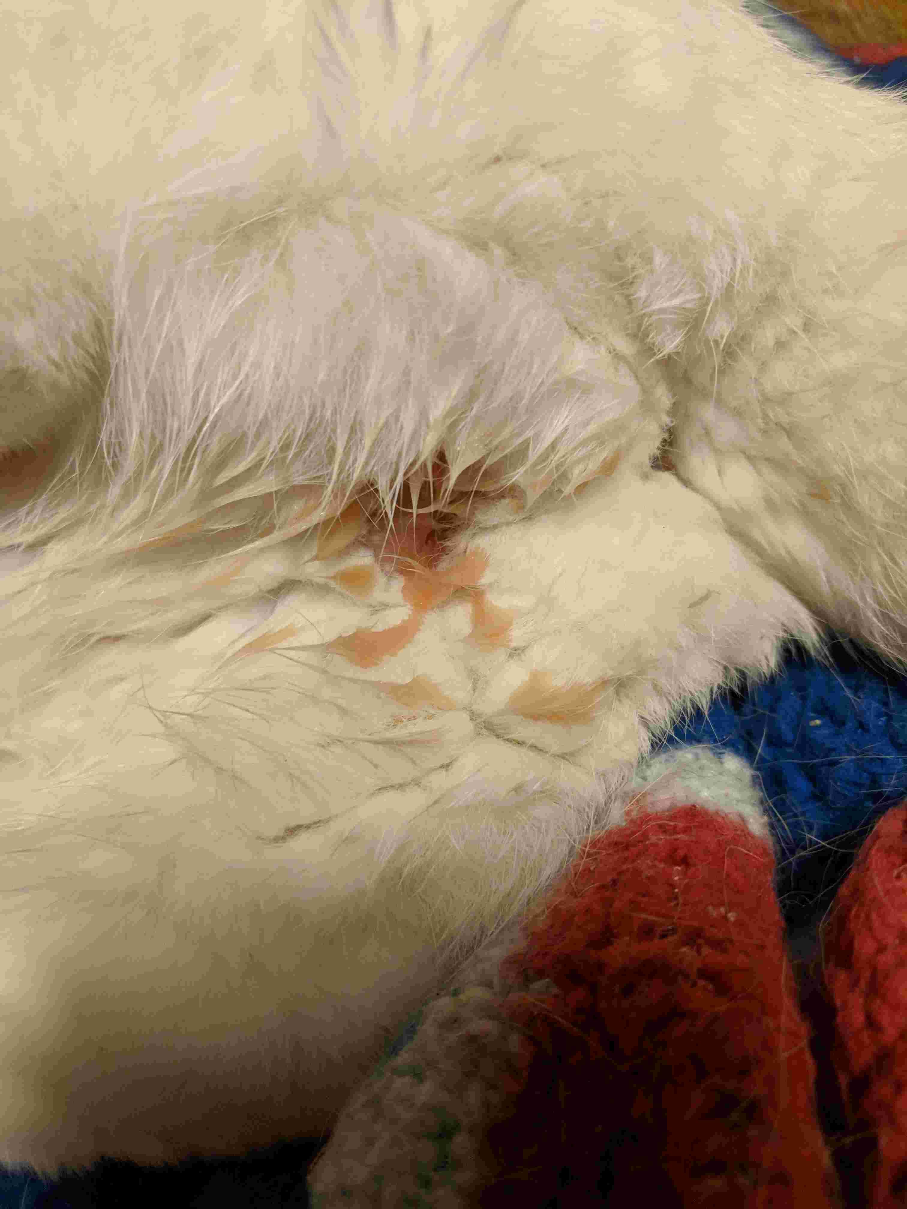 Question details sensitive content