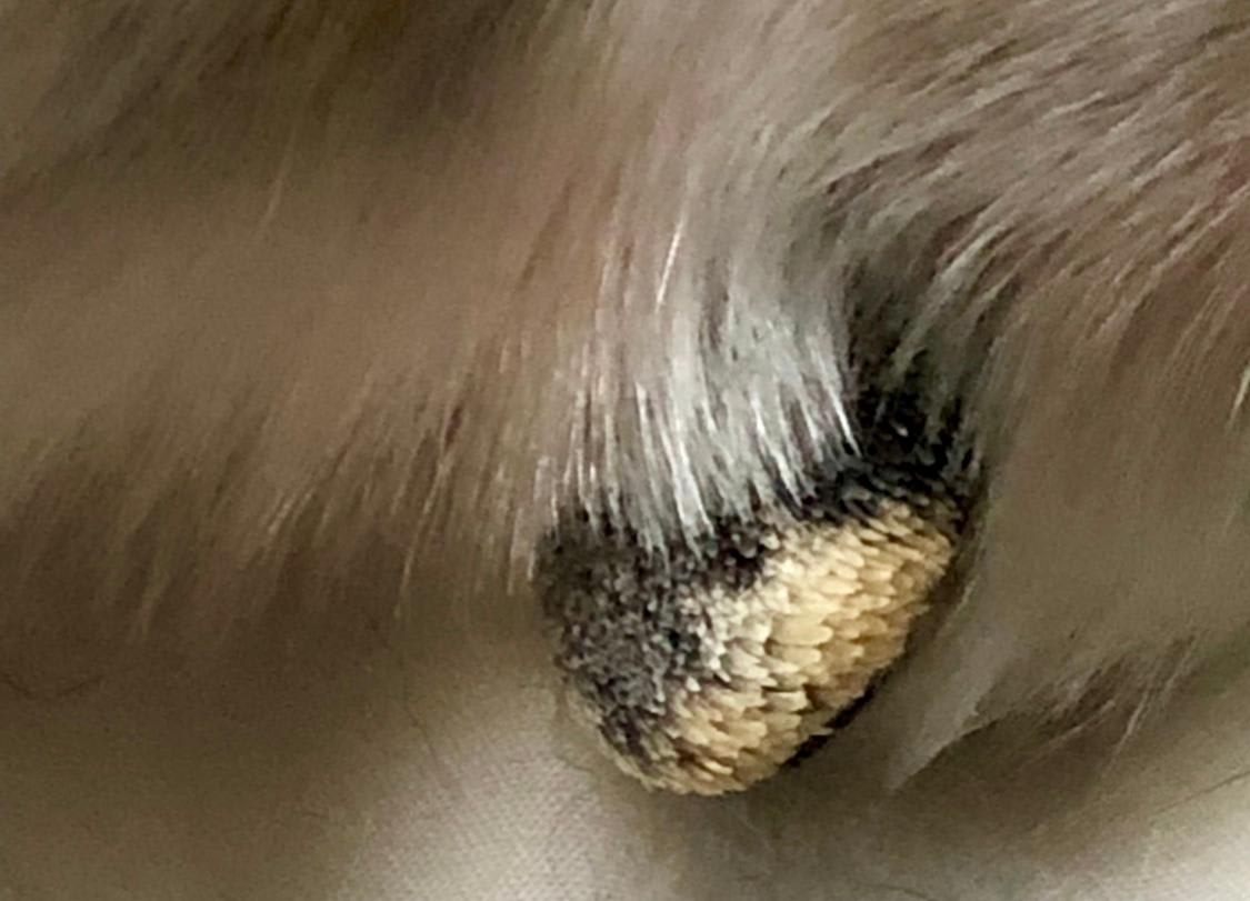 Question details sensitive content