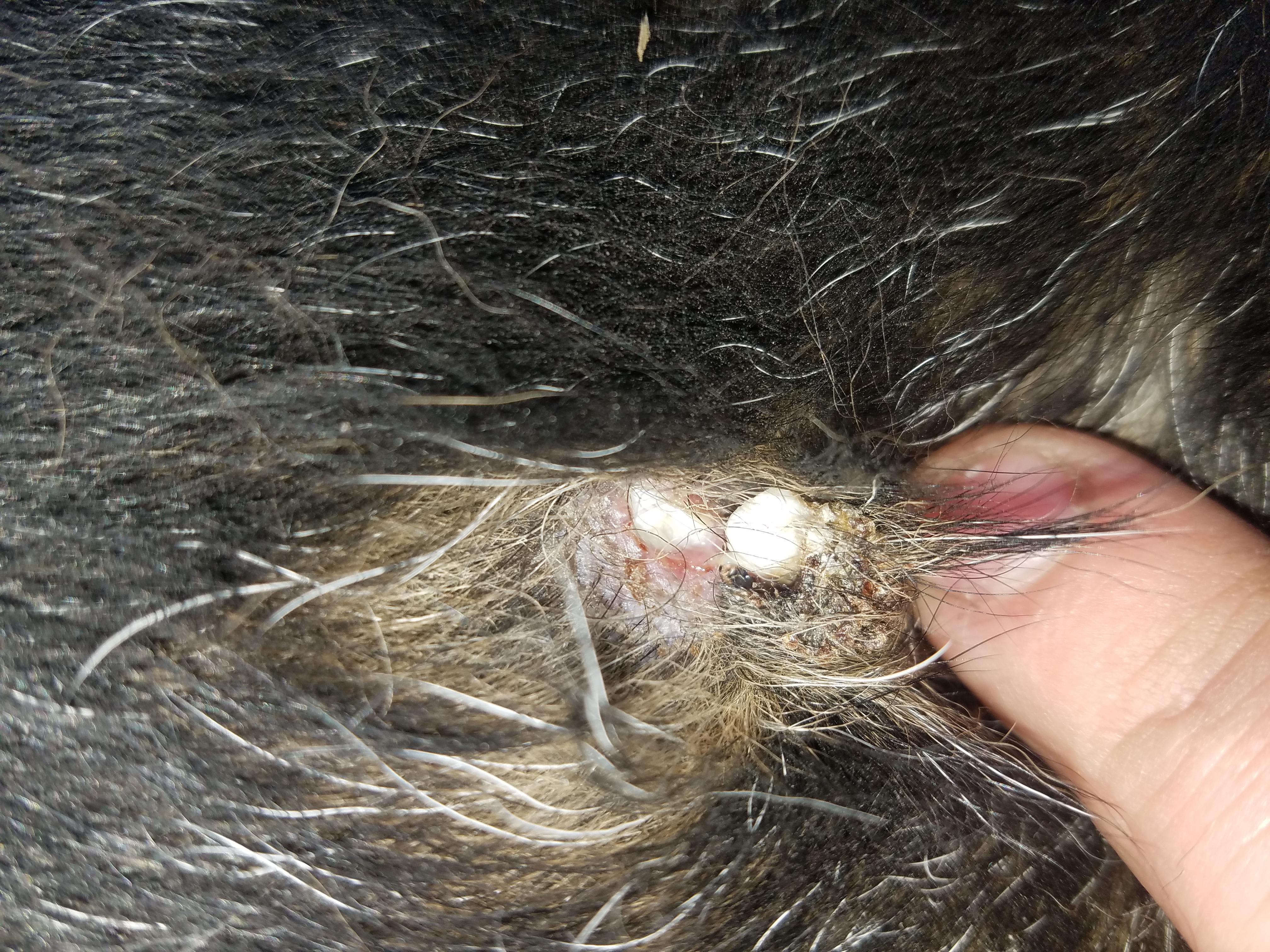 Question details sensitive content