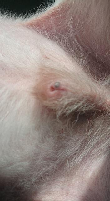 Question details sensitive content