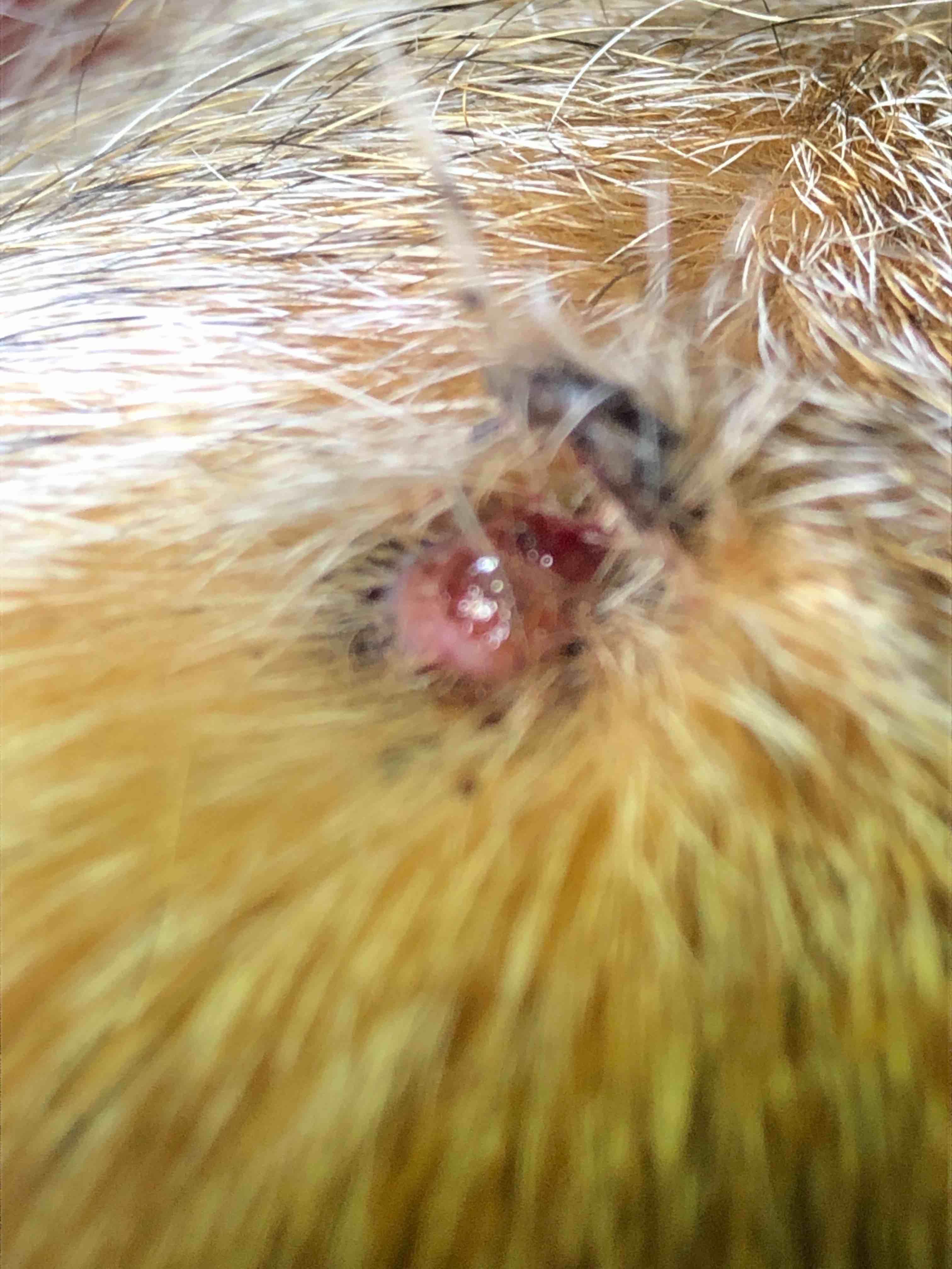 Question details sensitive content