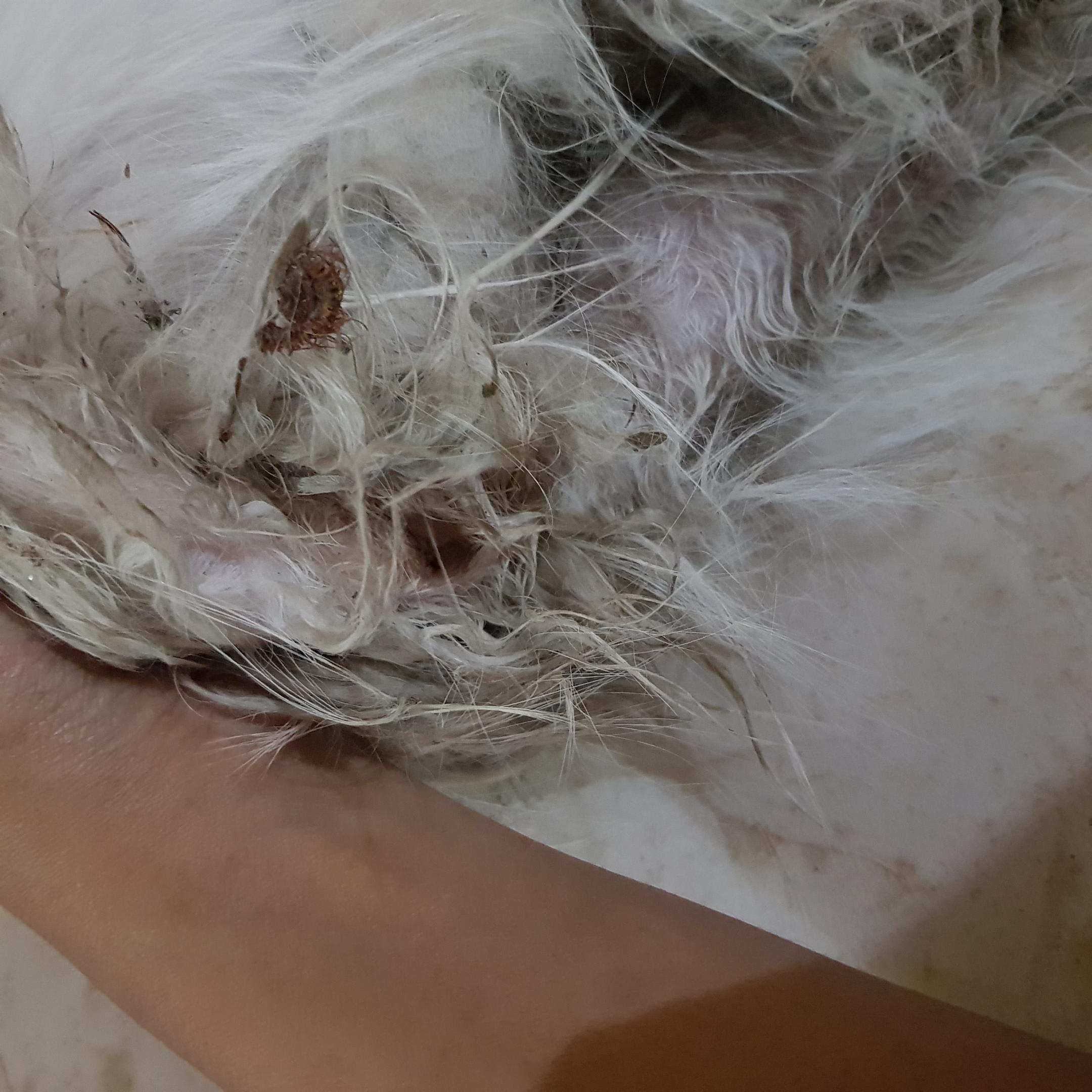 Question details sensitive content