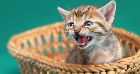 Even kittens can have severe gum and dental disease