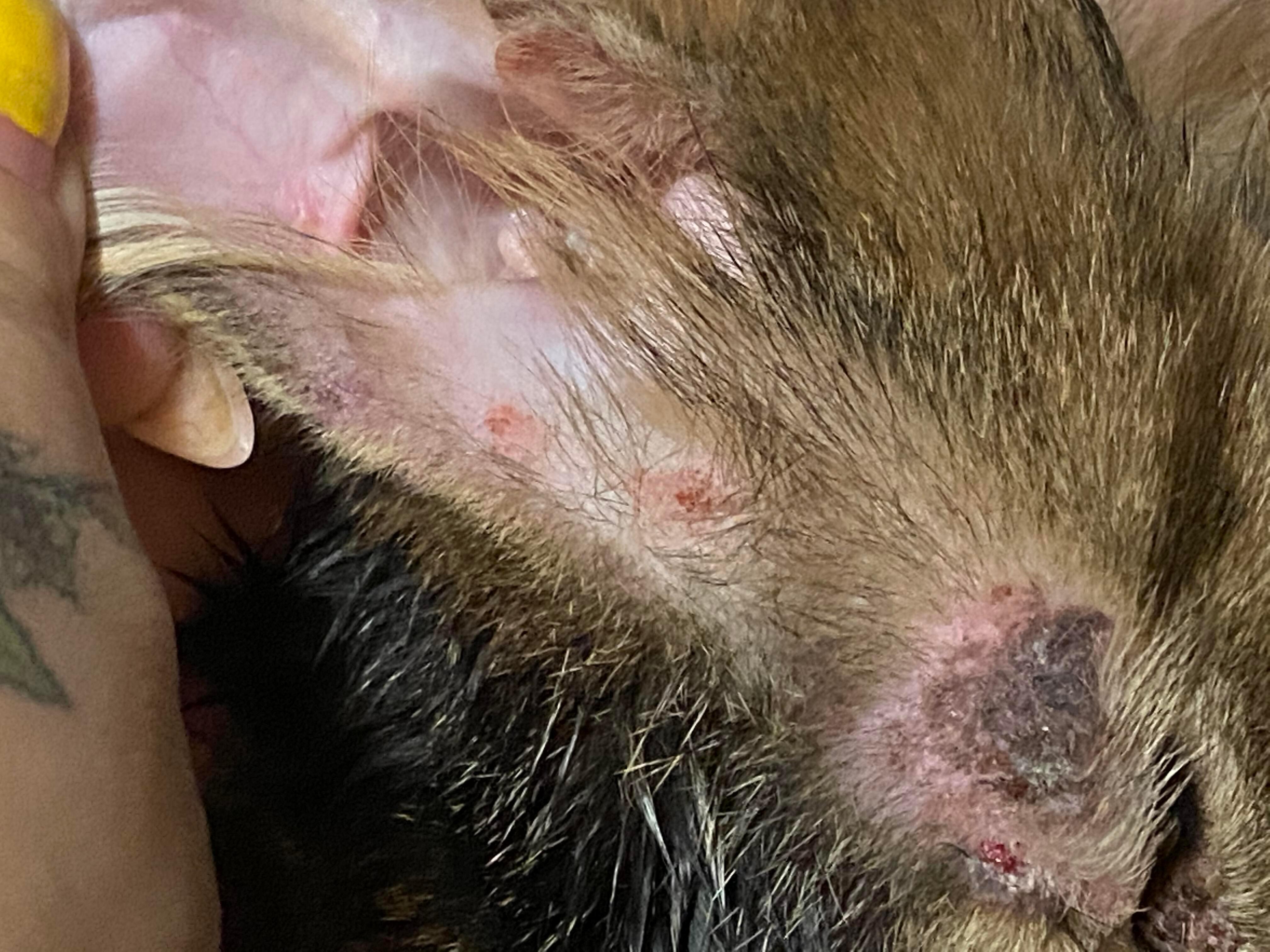 Question details sensitive content