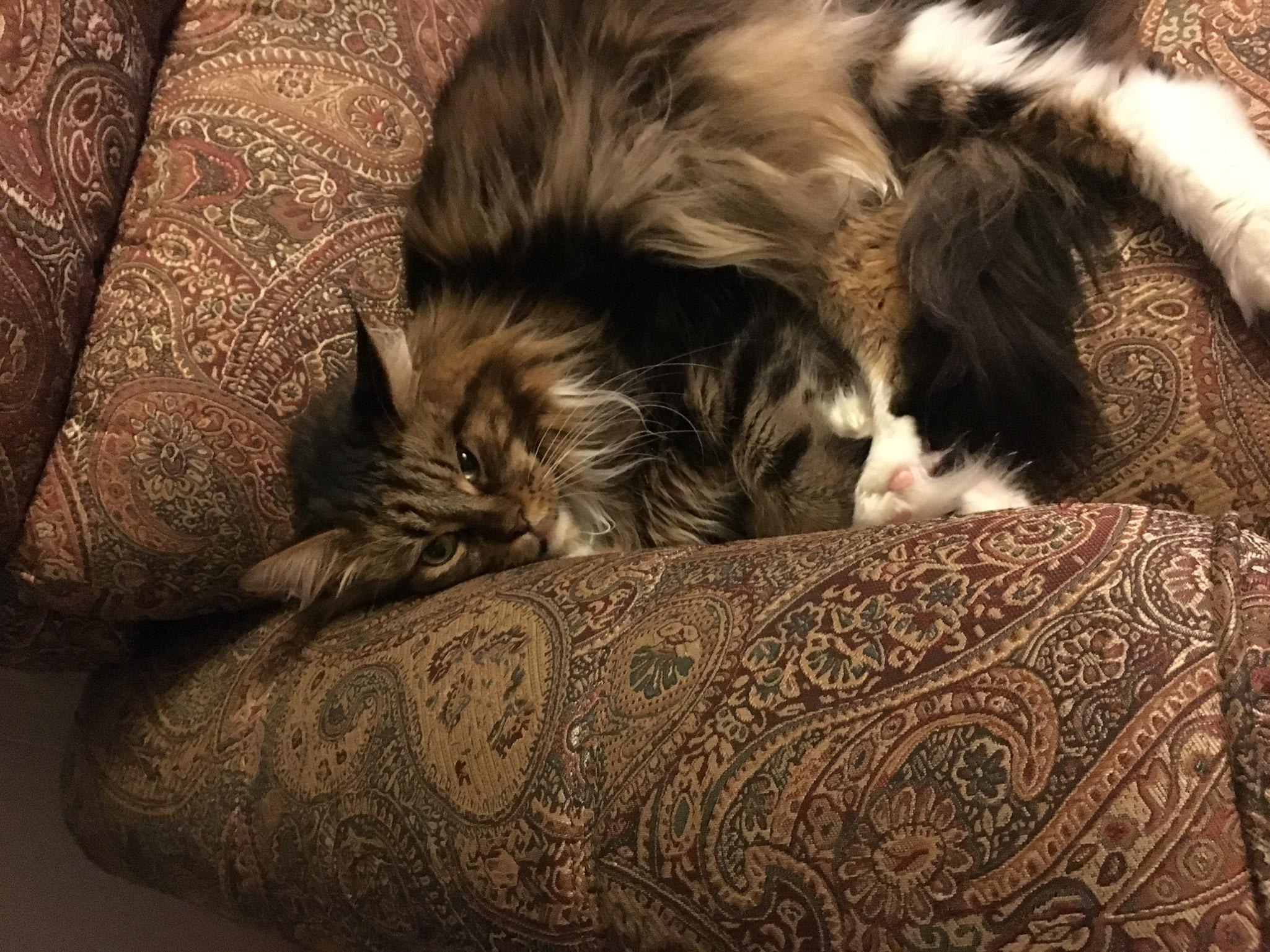 Question details sensitive content