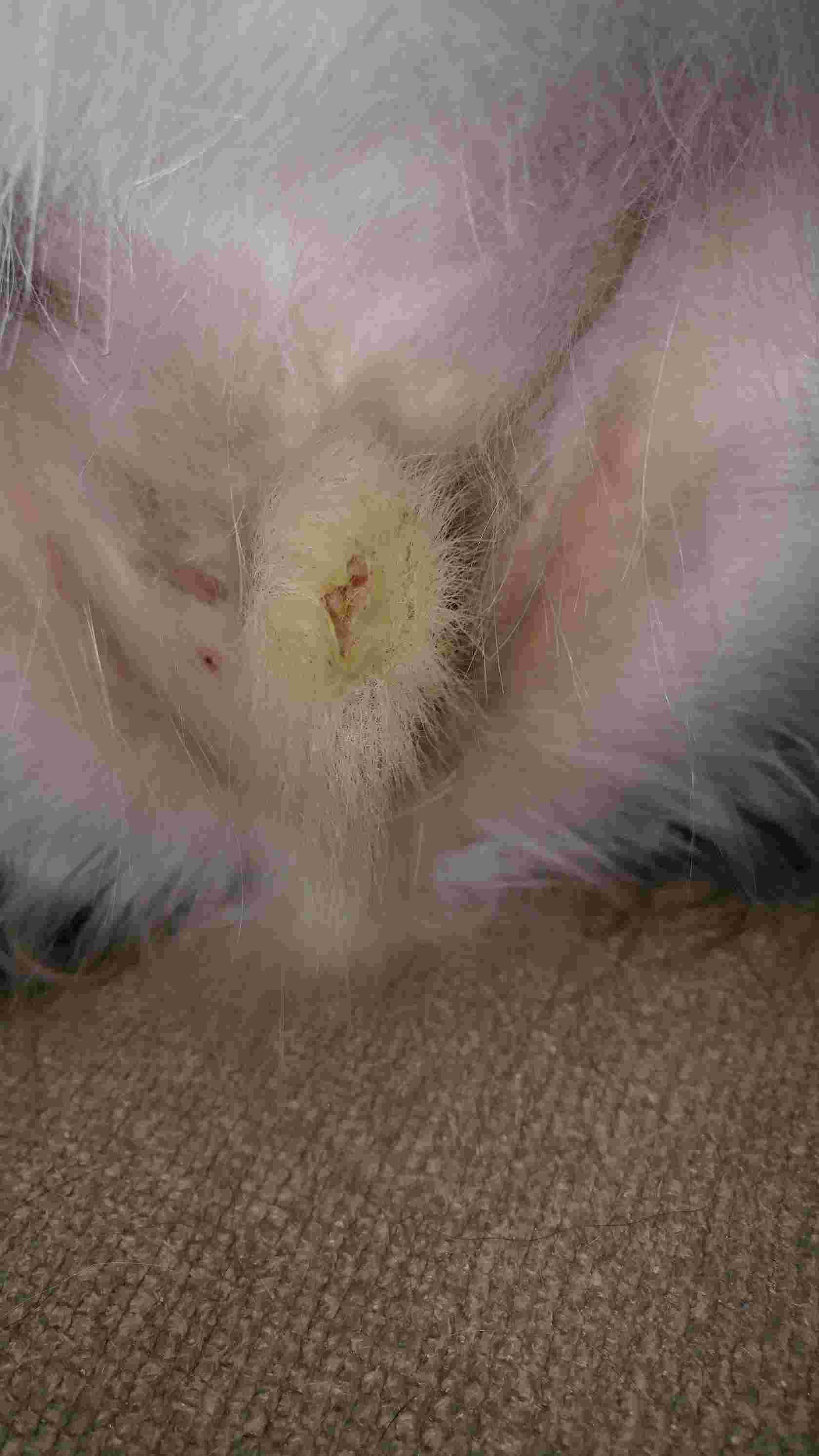 Question details sensitive content