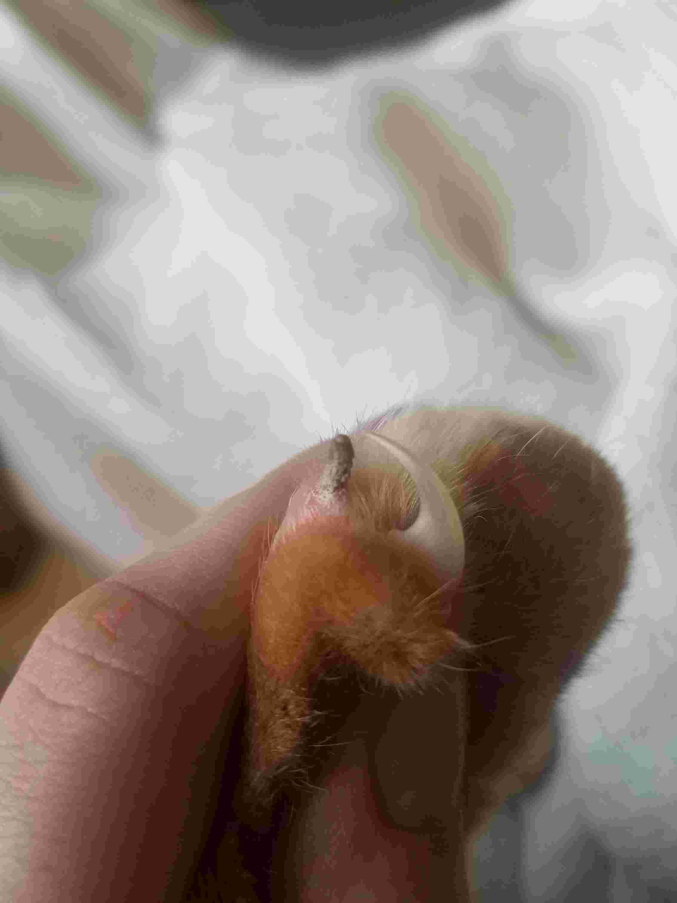 Question details sensitive content