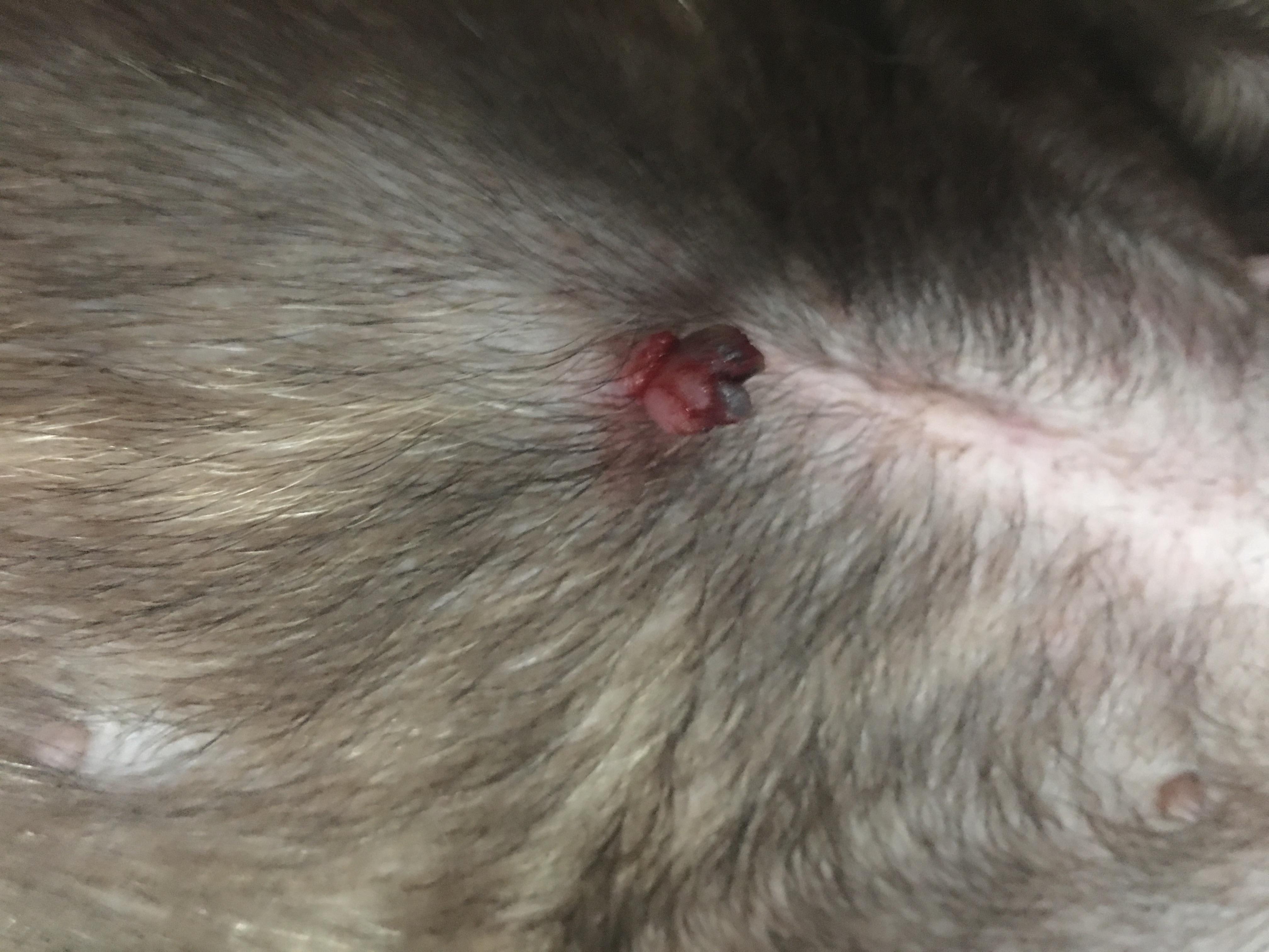 Question details sensitive content