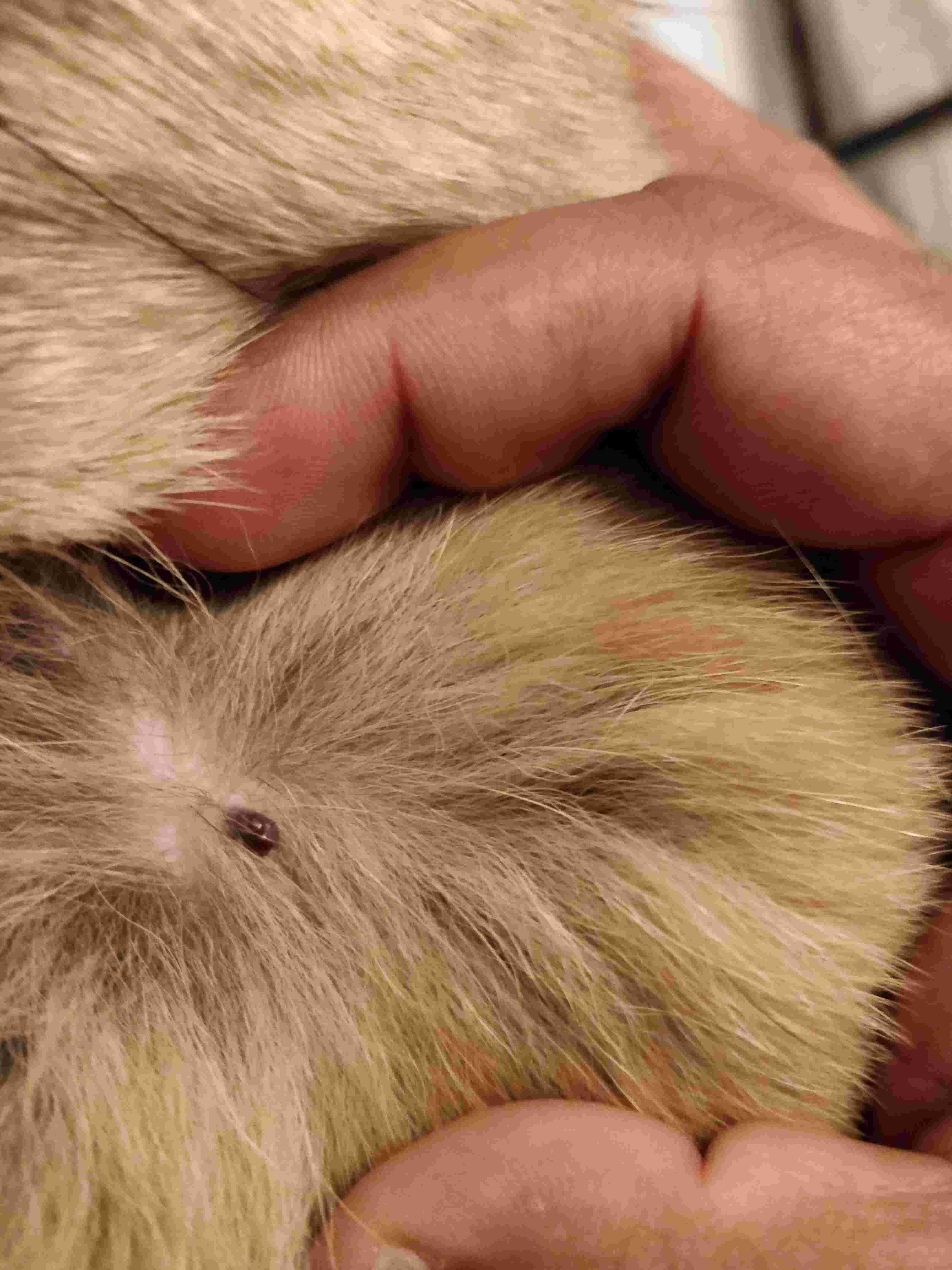 Question details sensitive content