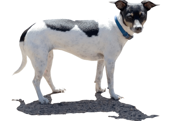 Petco Pet Education Center