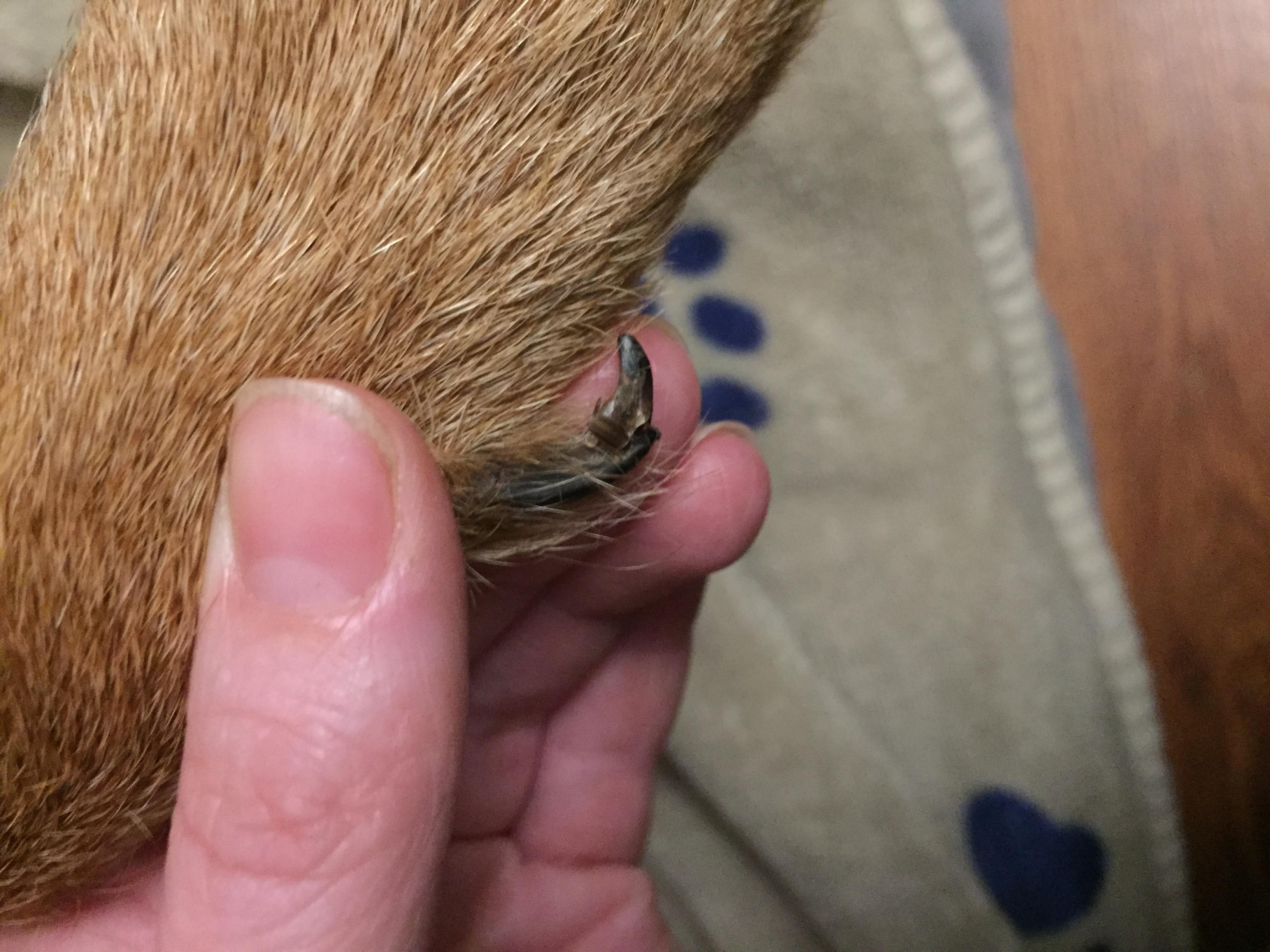 Question details sensitive content