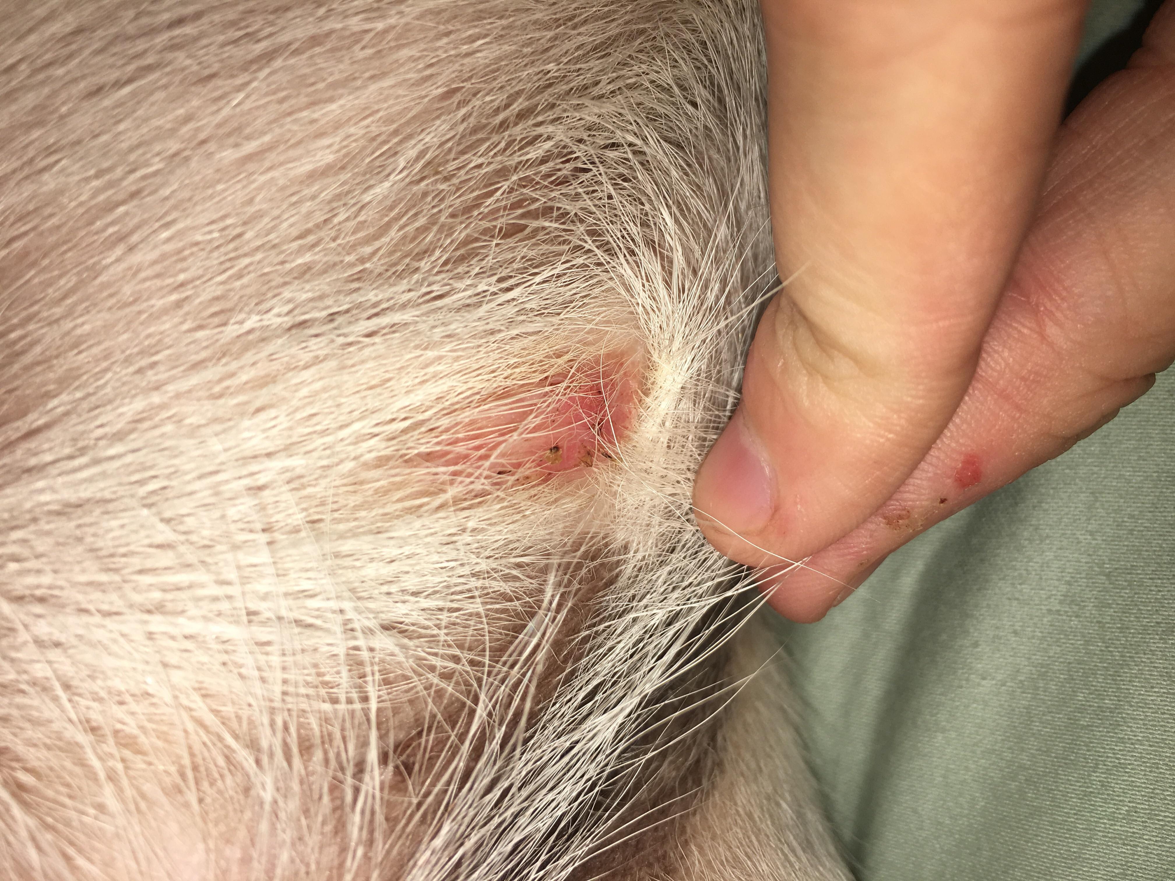 Question details sensitive content