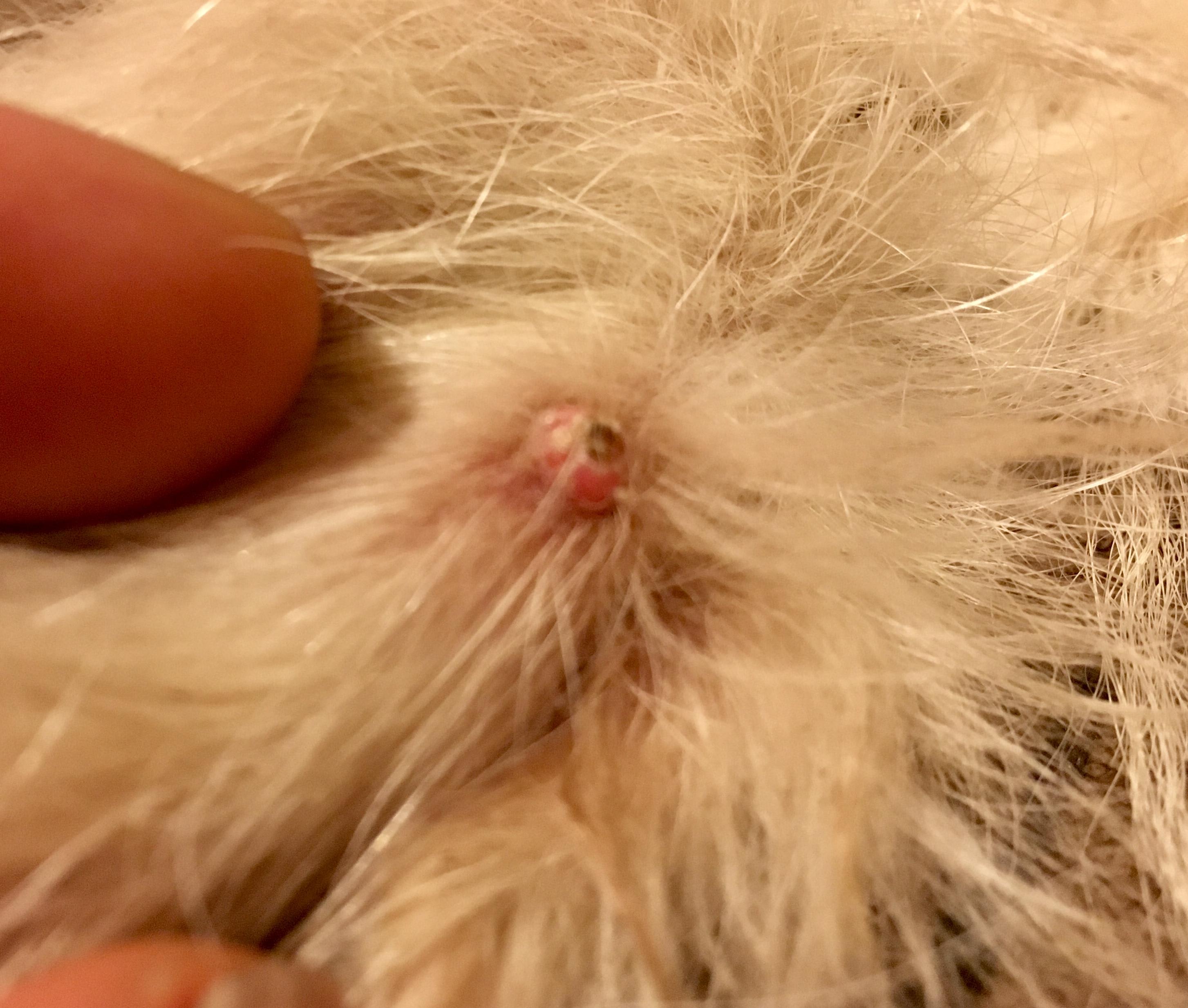 Question details sensitive content