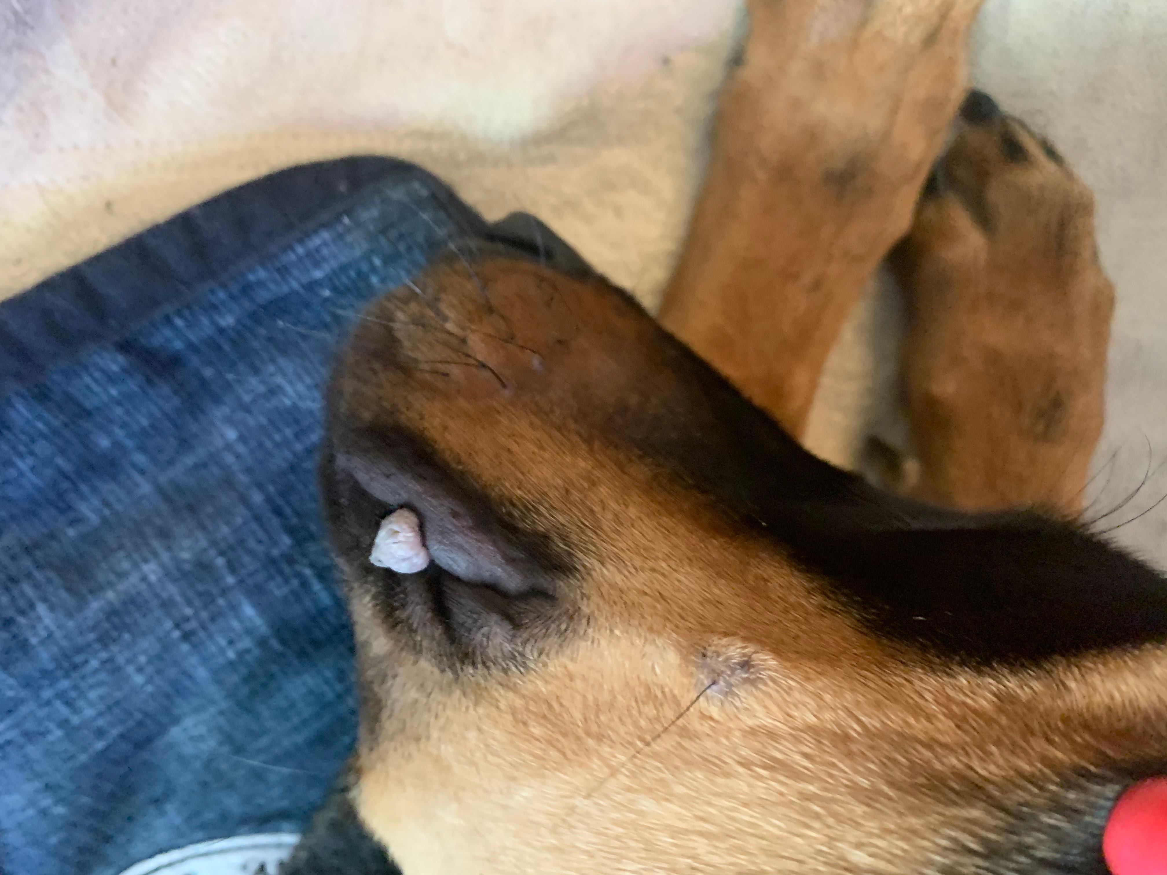 Question details sensitive content