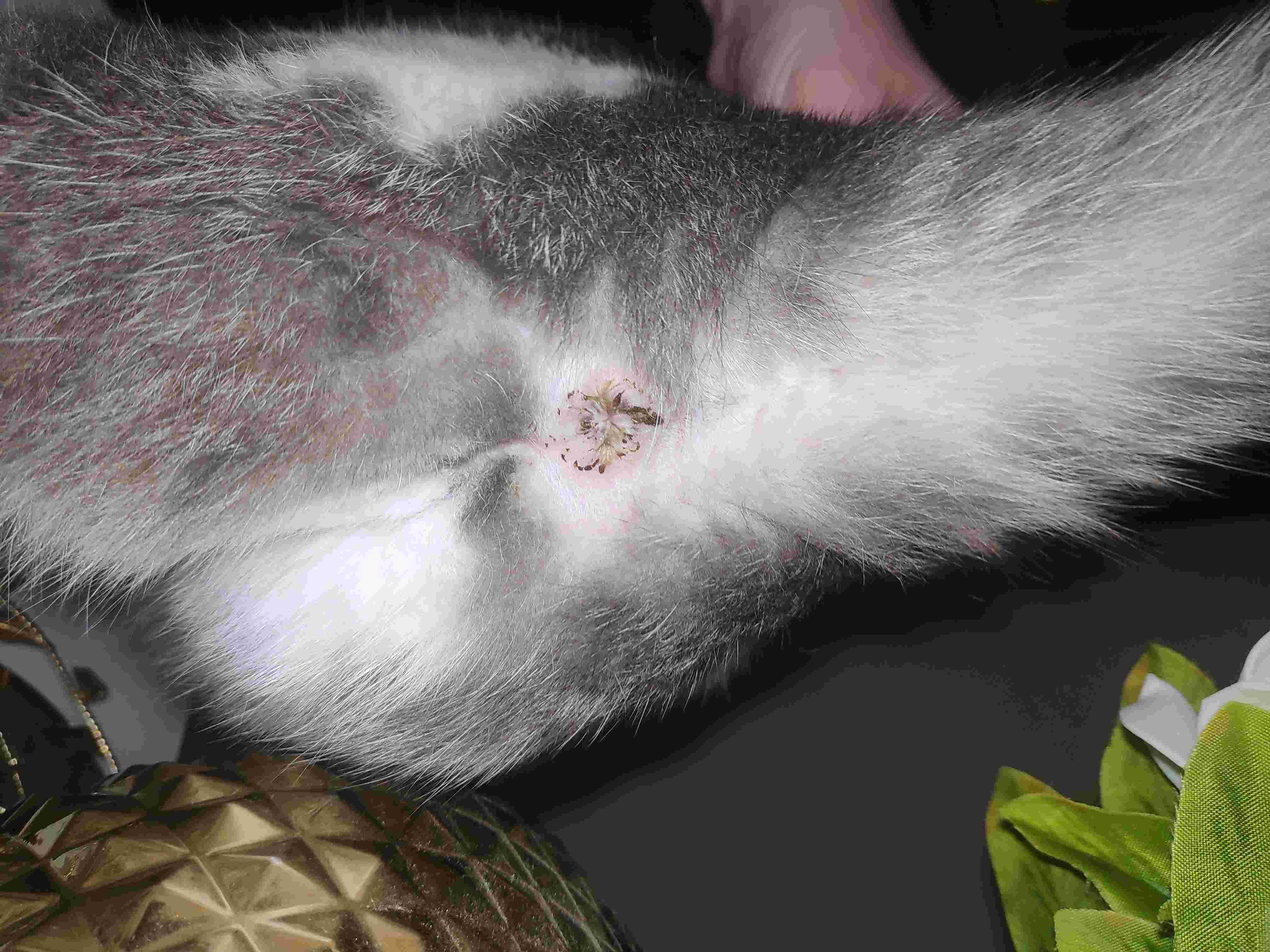 Question details sensitive content