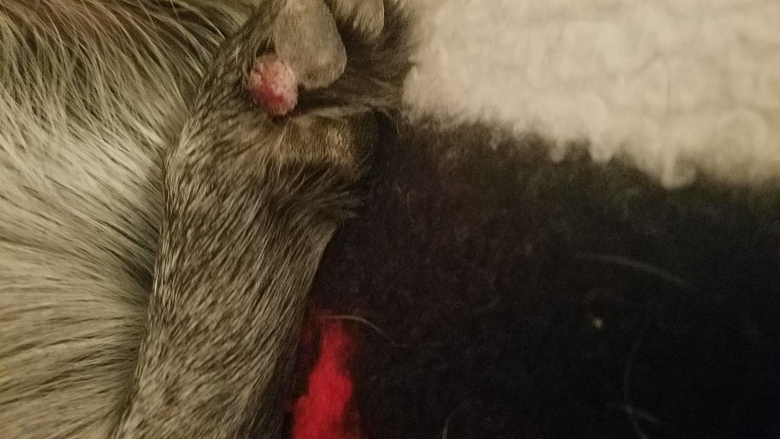 Question details sensitive content