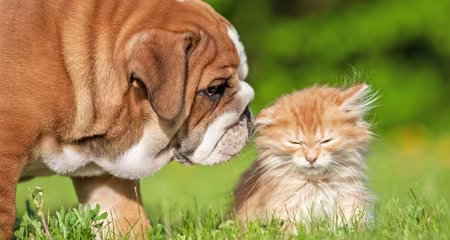 Cats are not small dogs