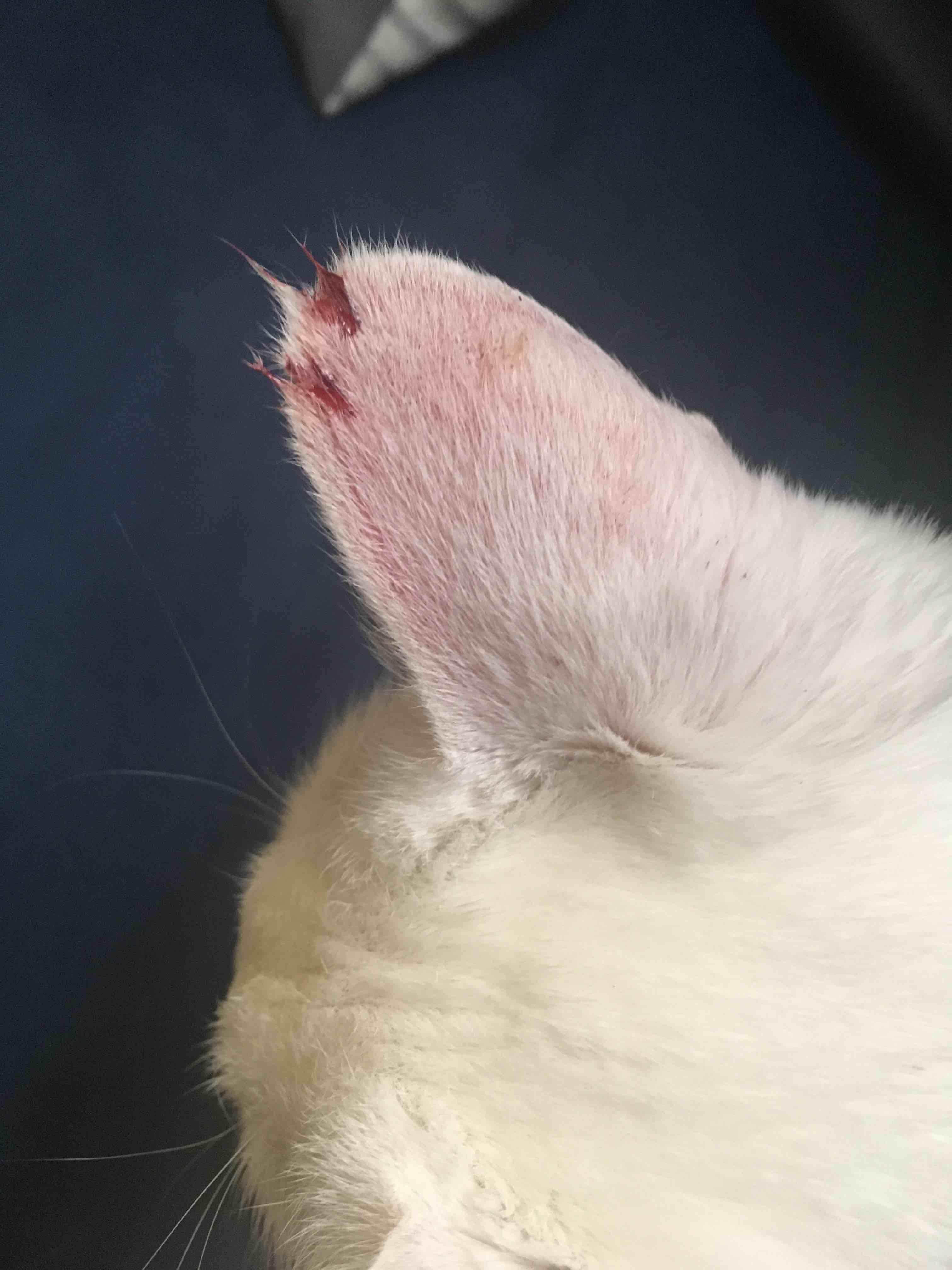 Question details sensitive content