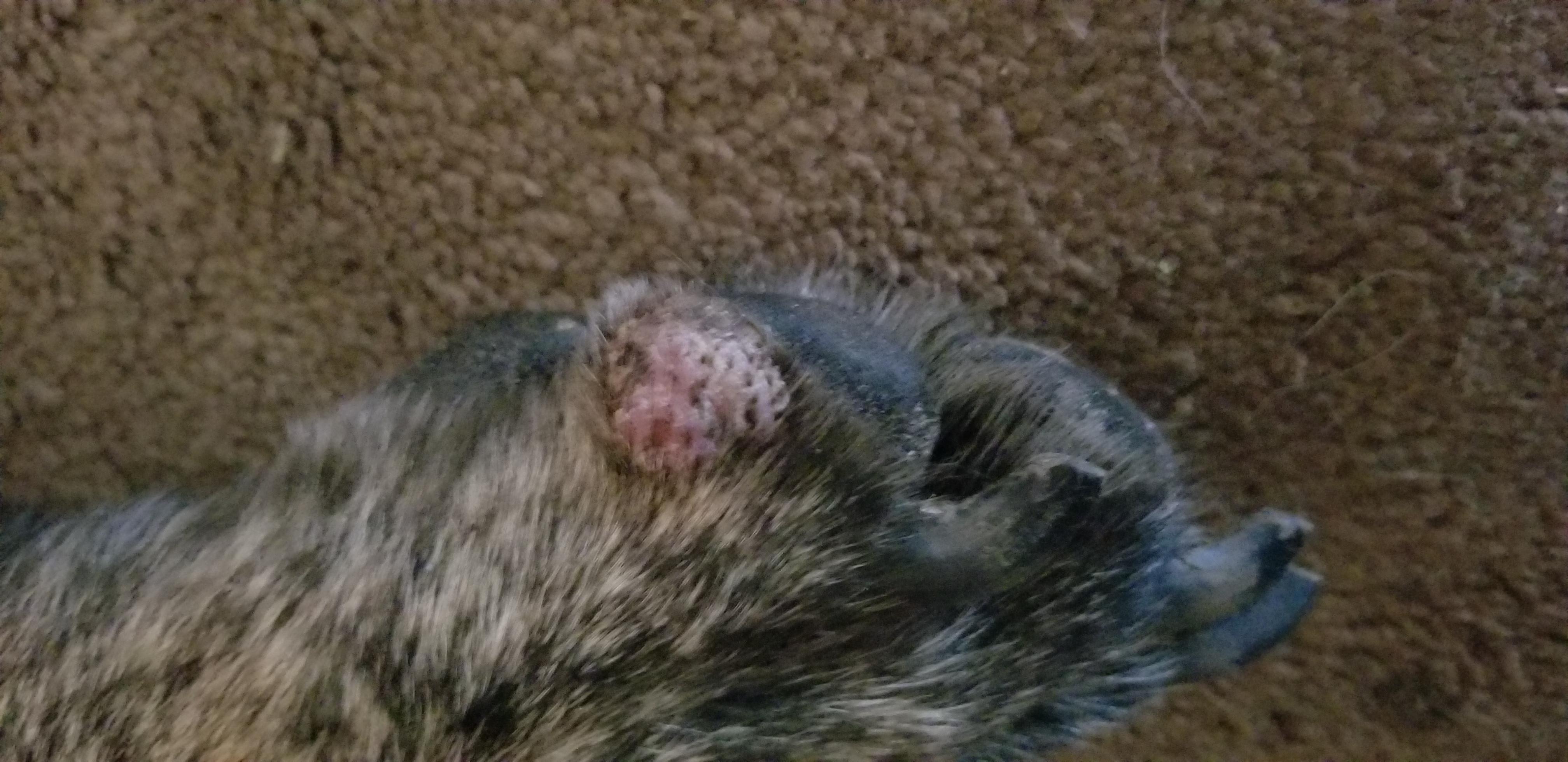 Question details sensitive content