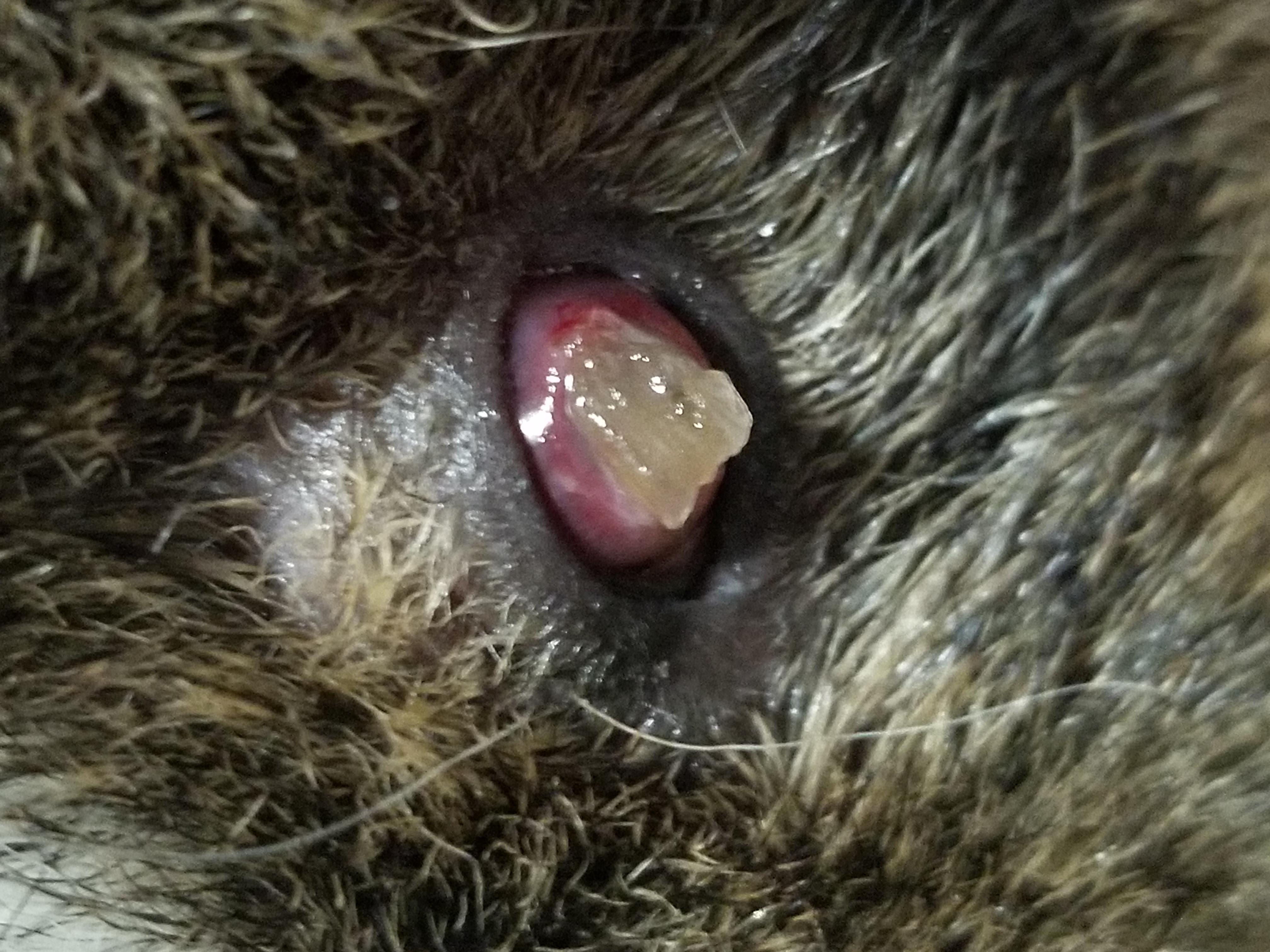 Question details sensitive content