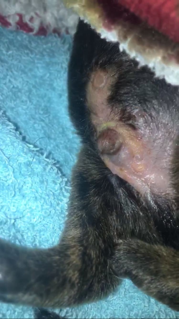 Question details sensitive content