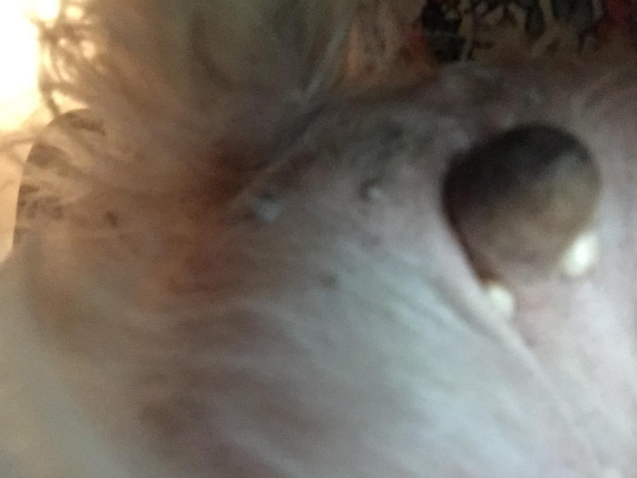 Question details sensitive content