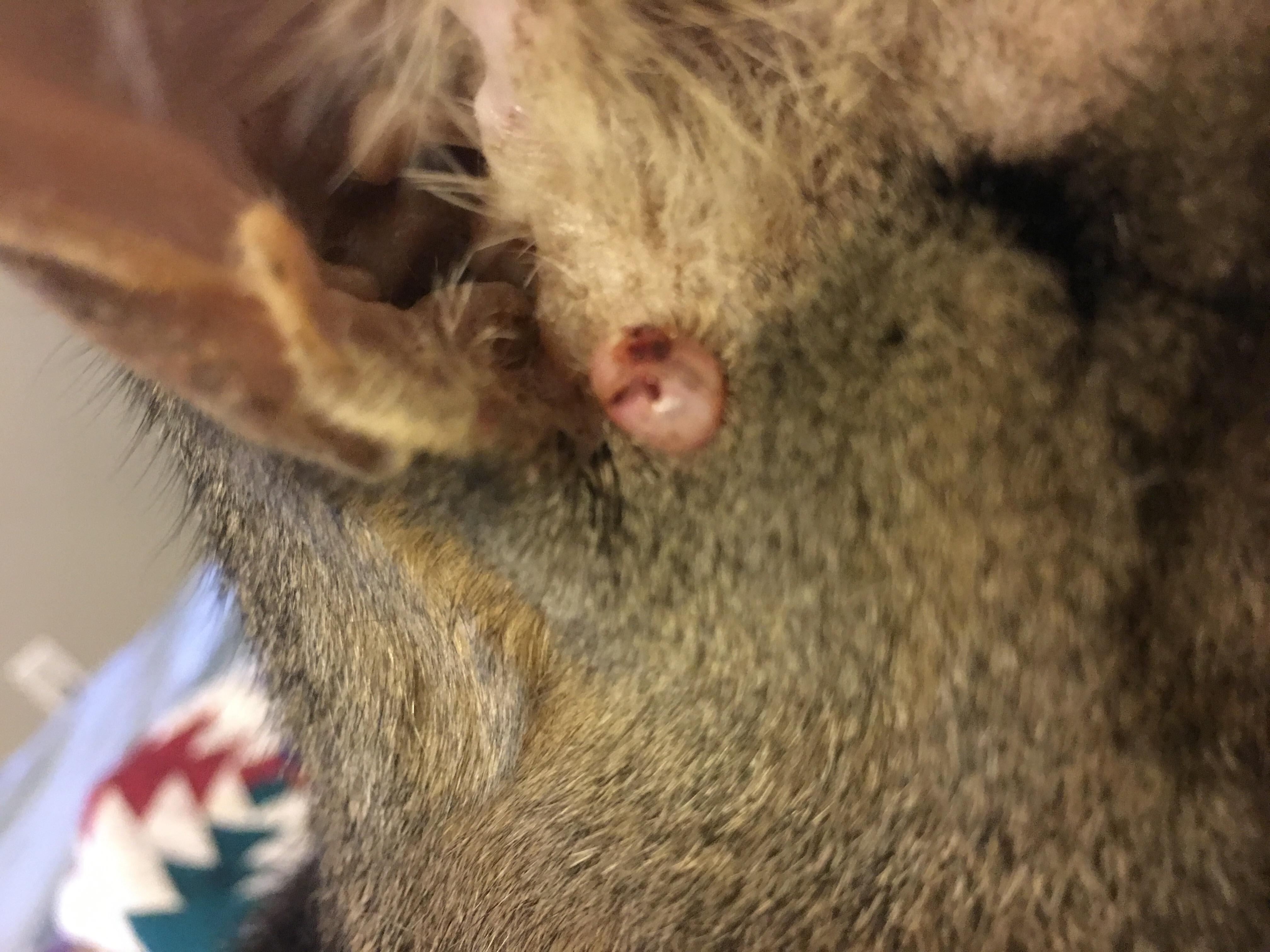 Question details sensitive content