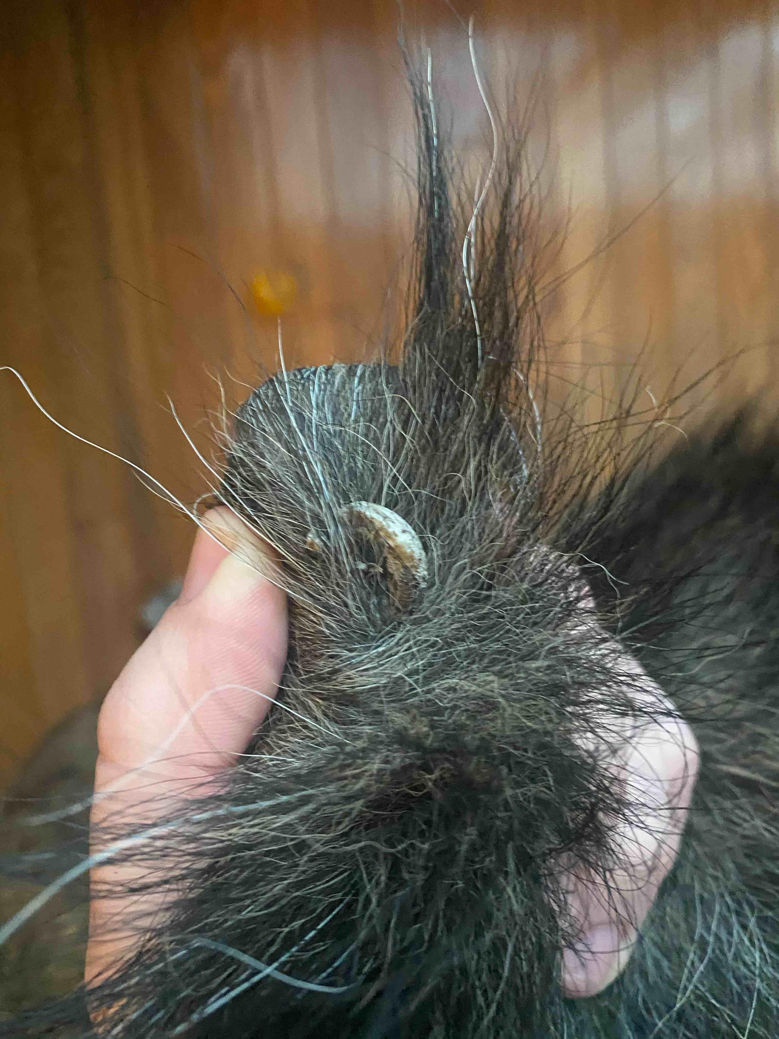 Question details sensitive content