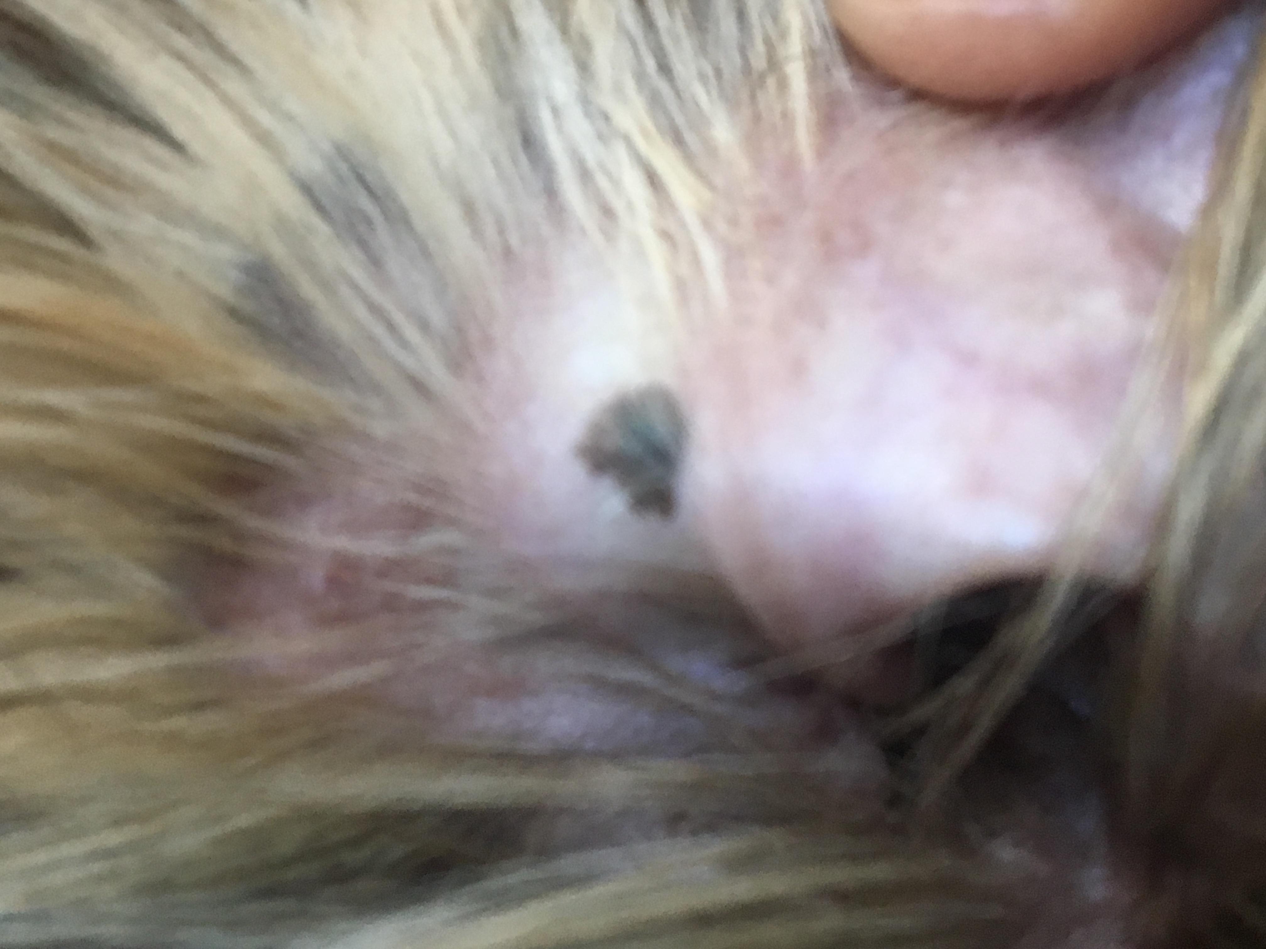 Question details sensitive content