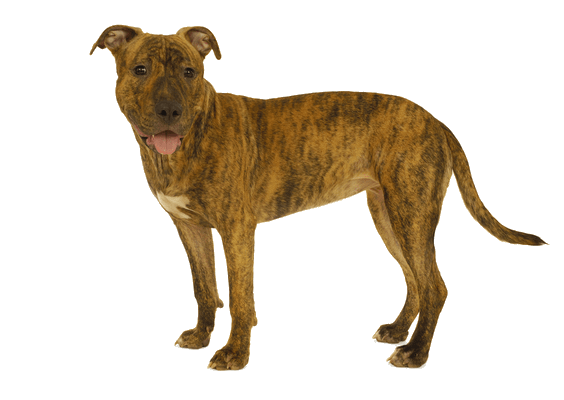 Petco Pet Education Center