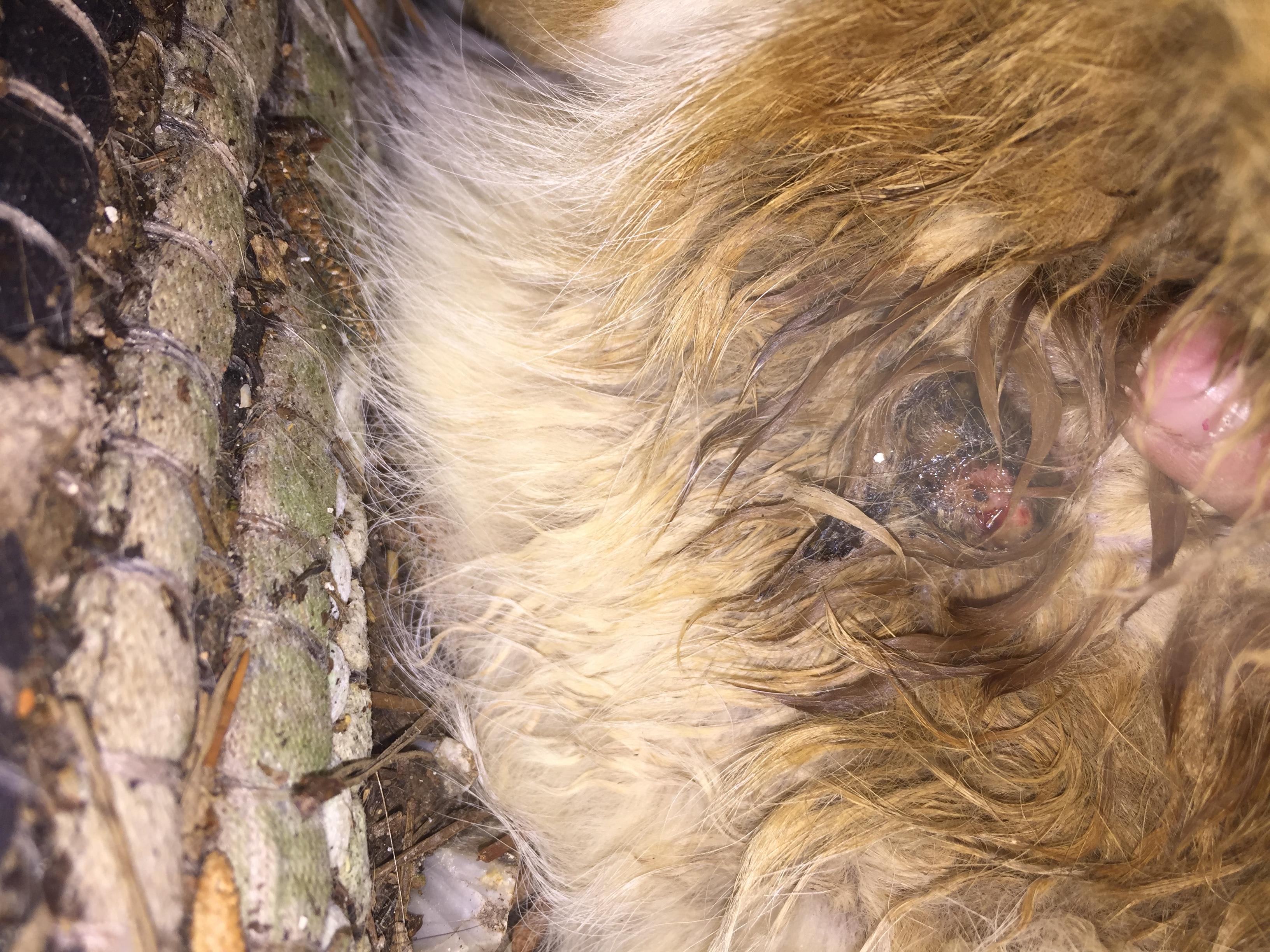 Question details sensitive content