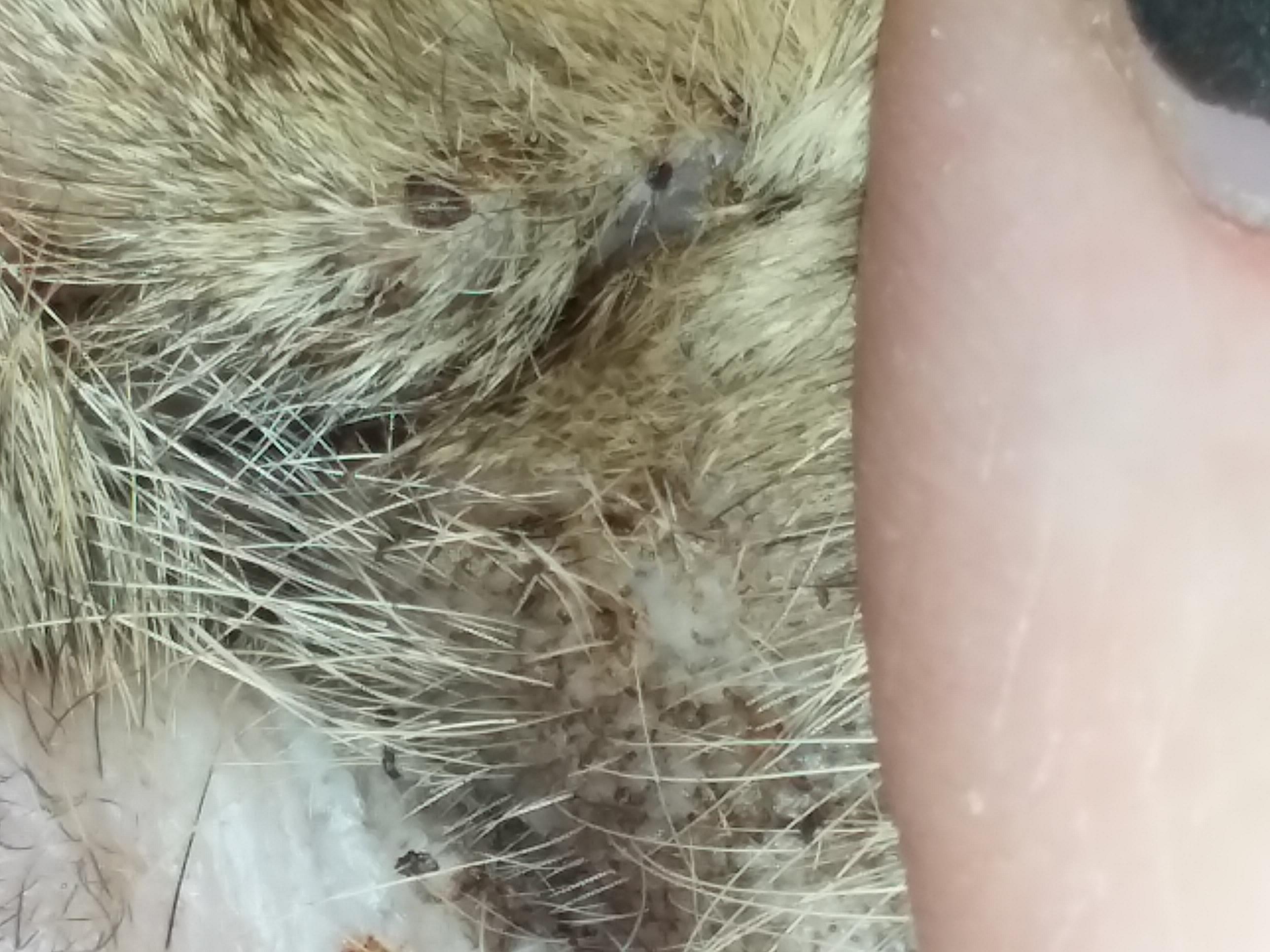 Question details sensitive content