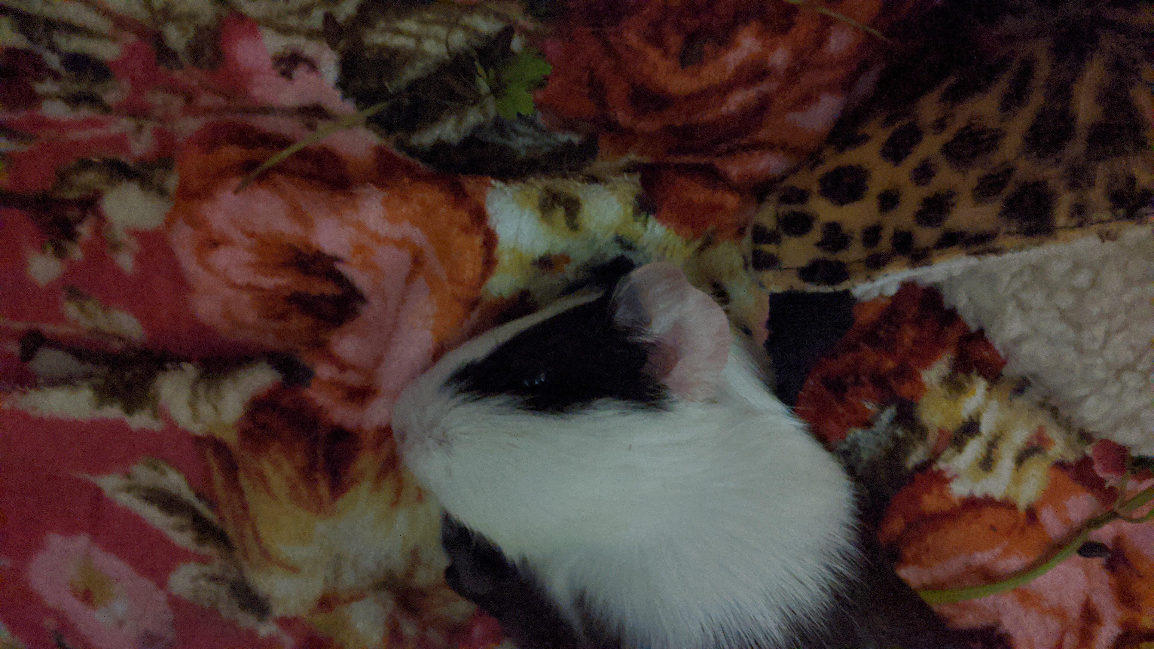 Question details sensitive content