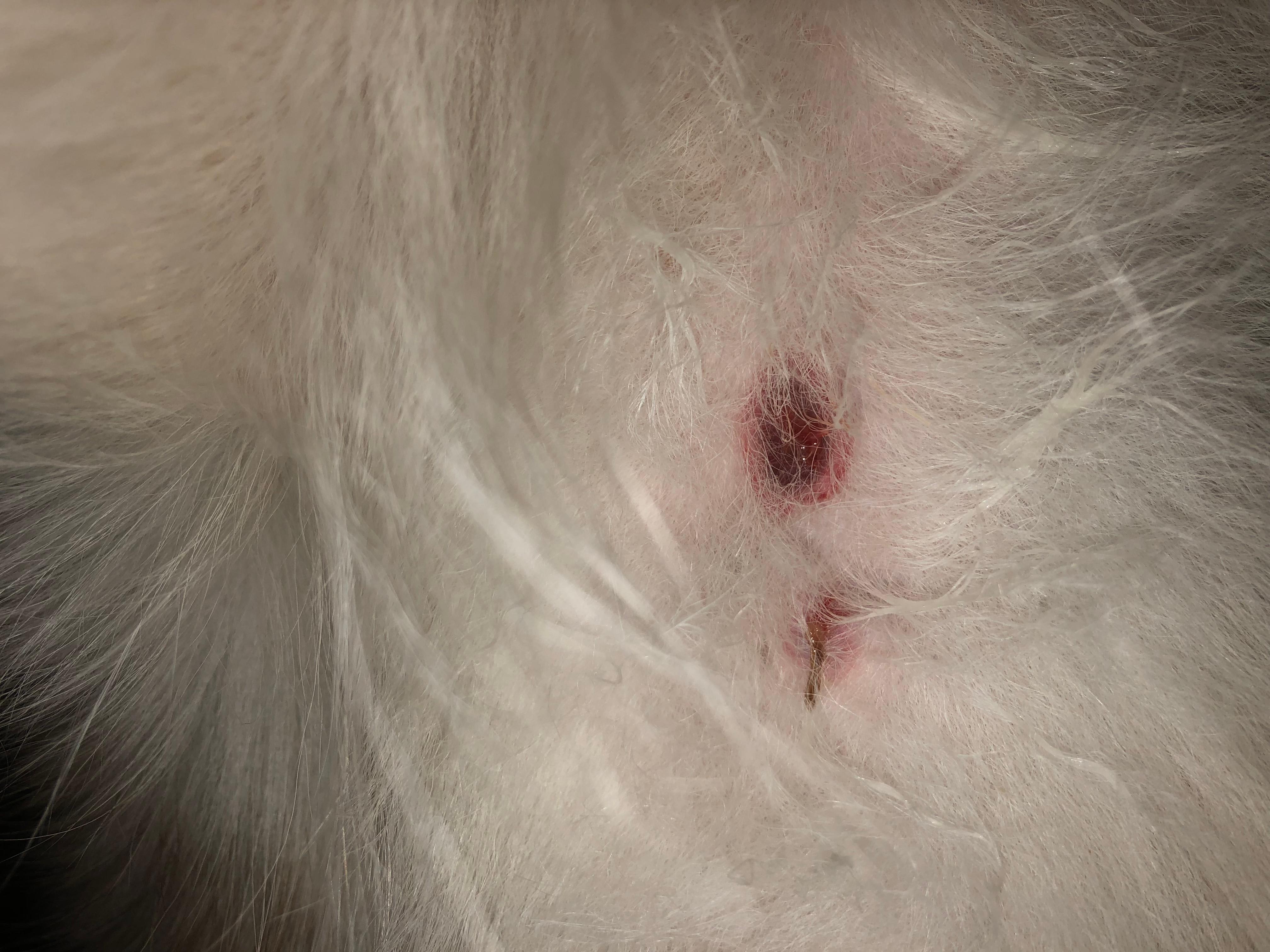 Question details sensitive content