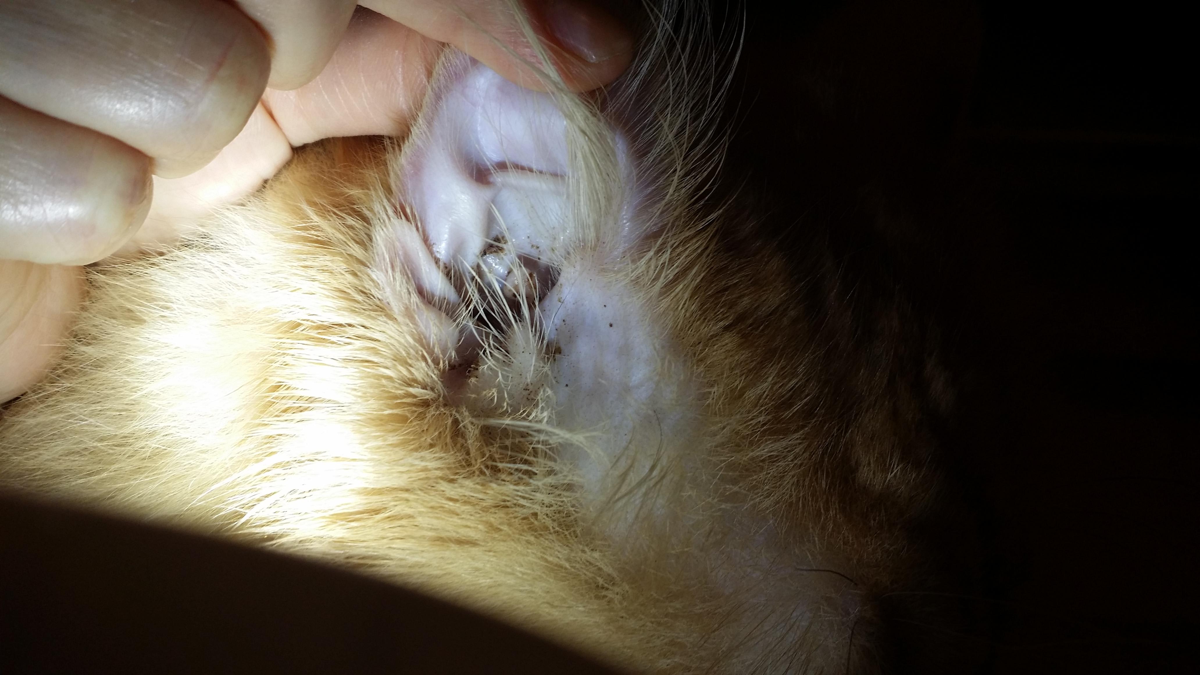 Question details sensitive content