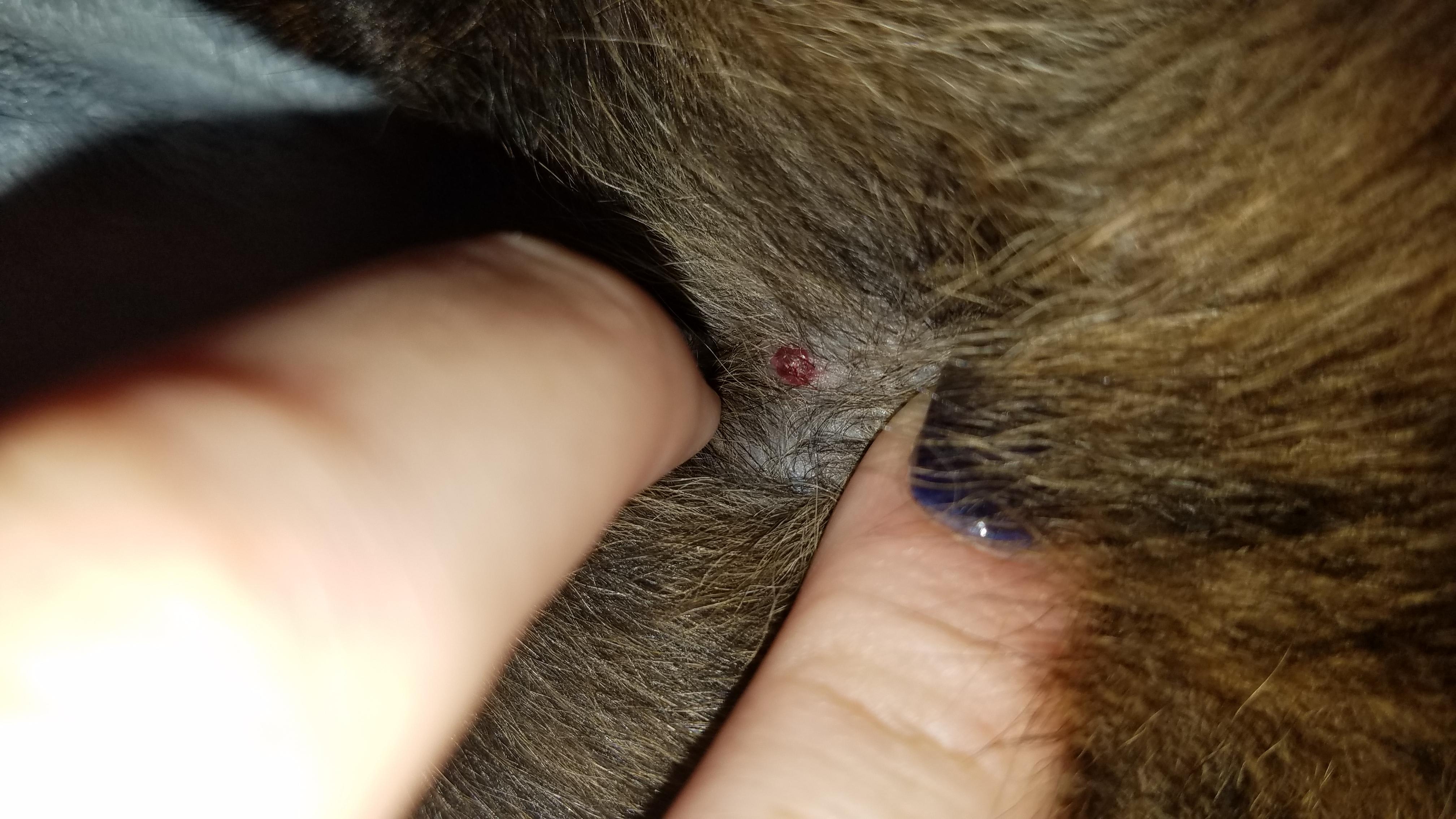 Question details sensitive content