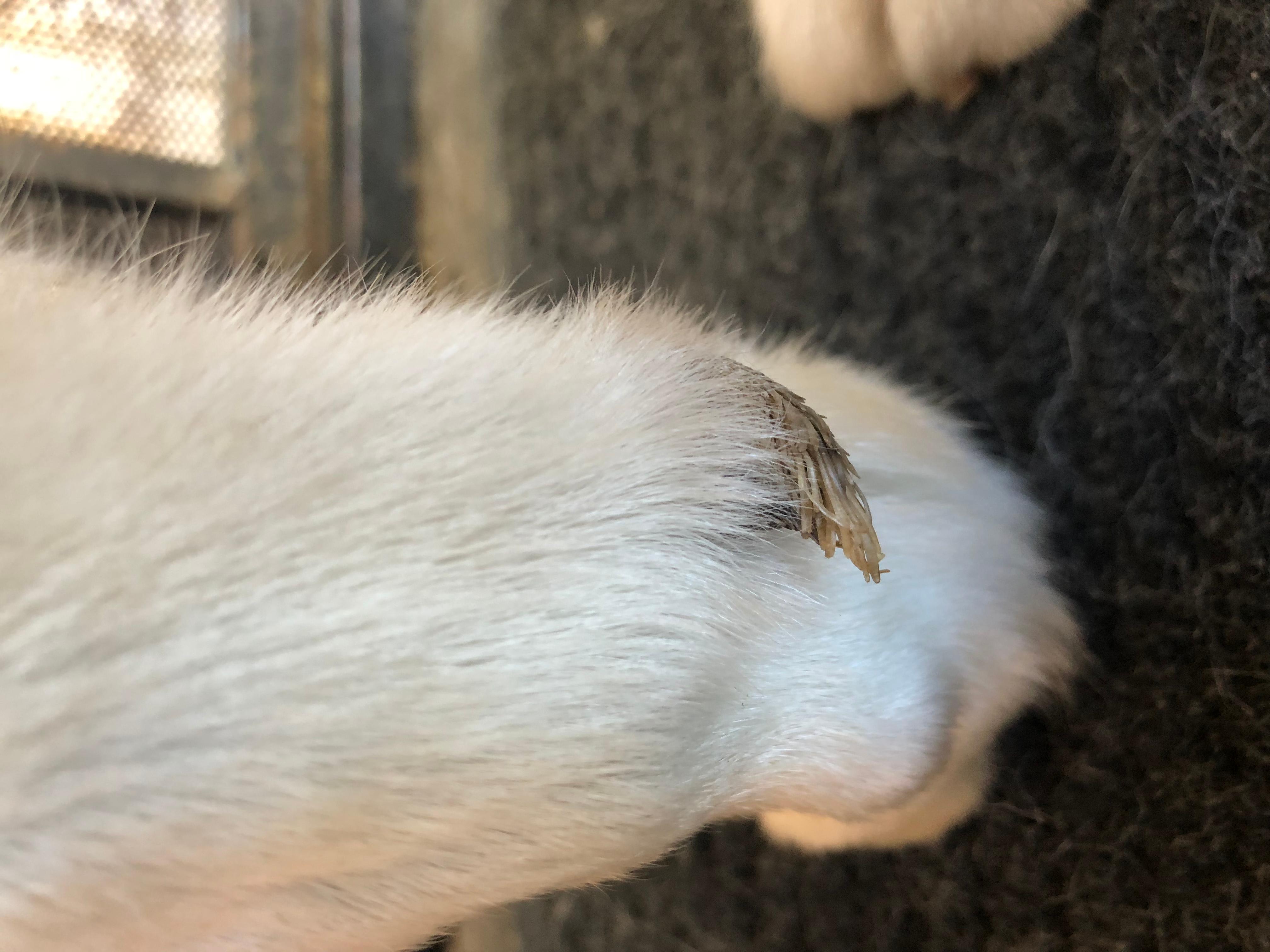 Question details sensitive content