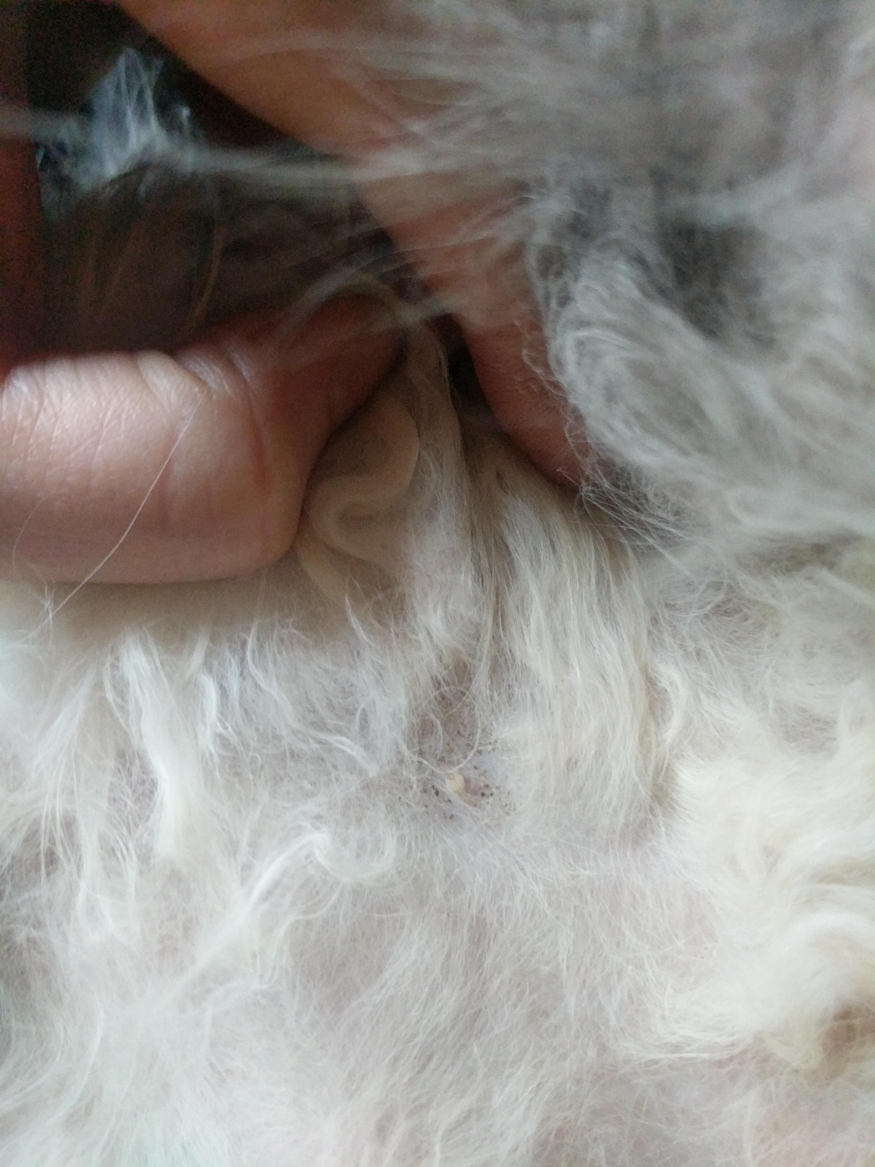 Question details sensitive content