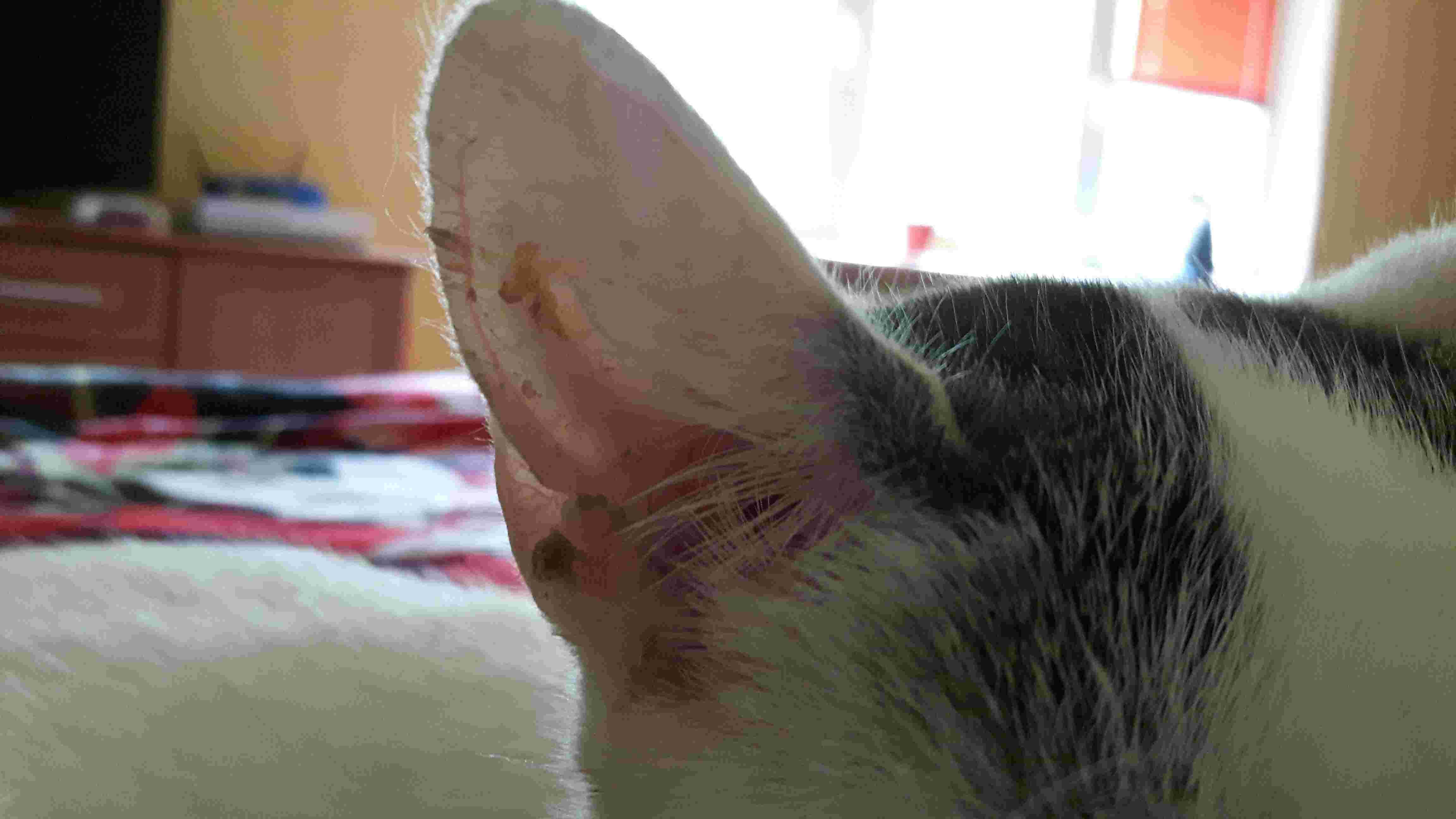 Question details sensitive content